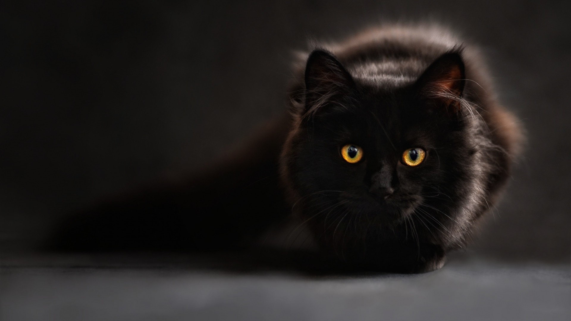 #black cats, #cat eyes, #animals, #cat, wallpaper. Mocah HD Wallpaper