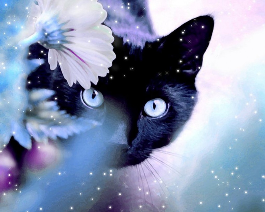 Black Cat Wallpaper Black Cats With Blue Eyes HD Wallpaper