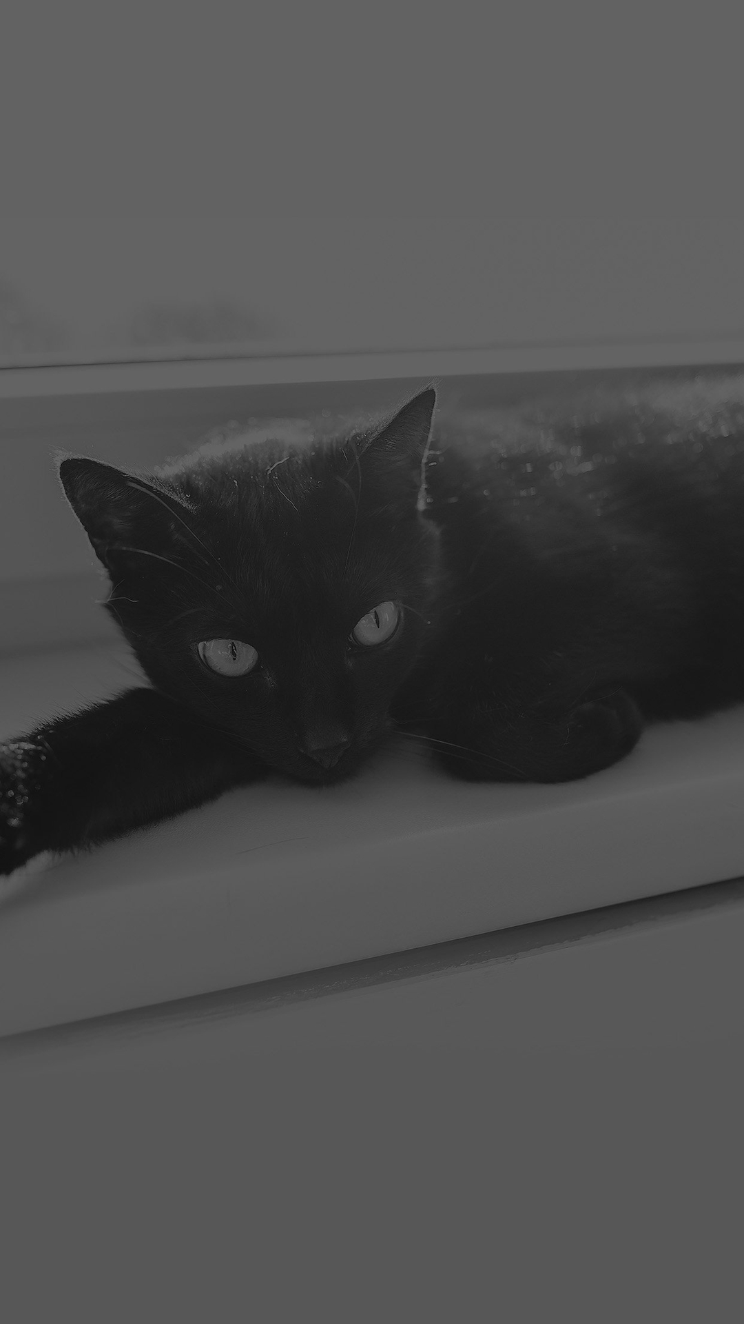 Black Cat Wallpaper iPhone