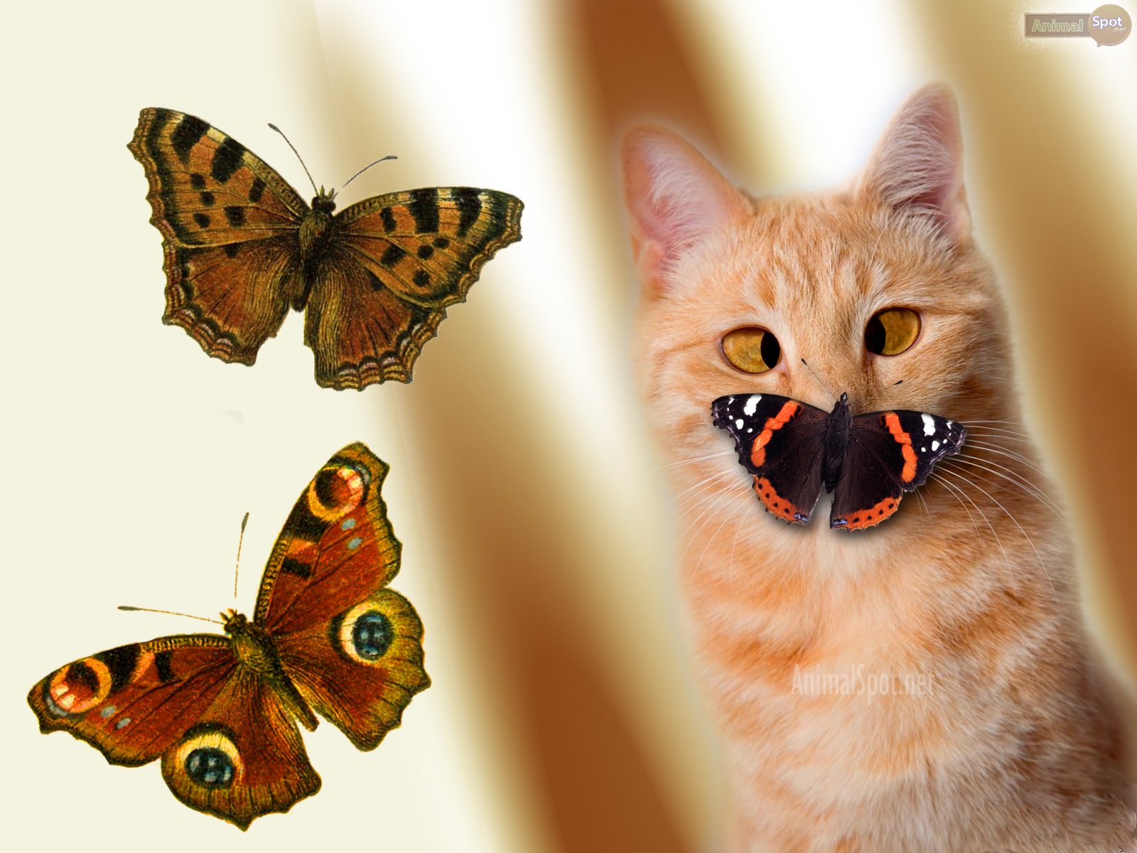 Cat And Butterfly Wallpapers Wallpaper Cave