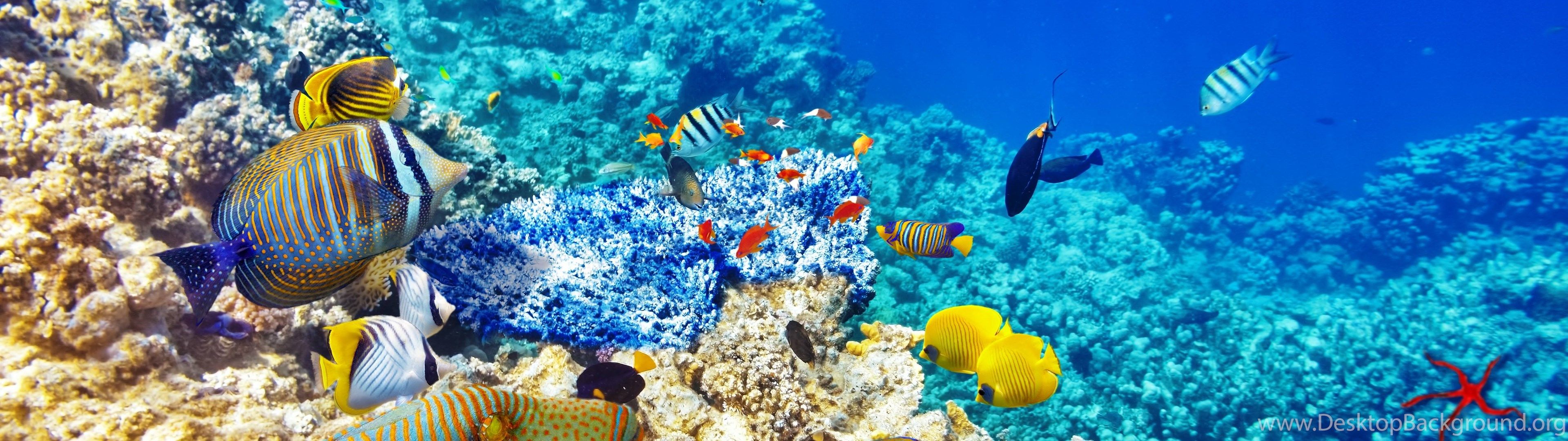 The Underwater World Wallpapers Wallpaper Cave