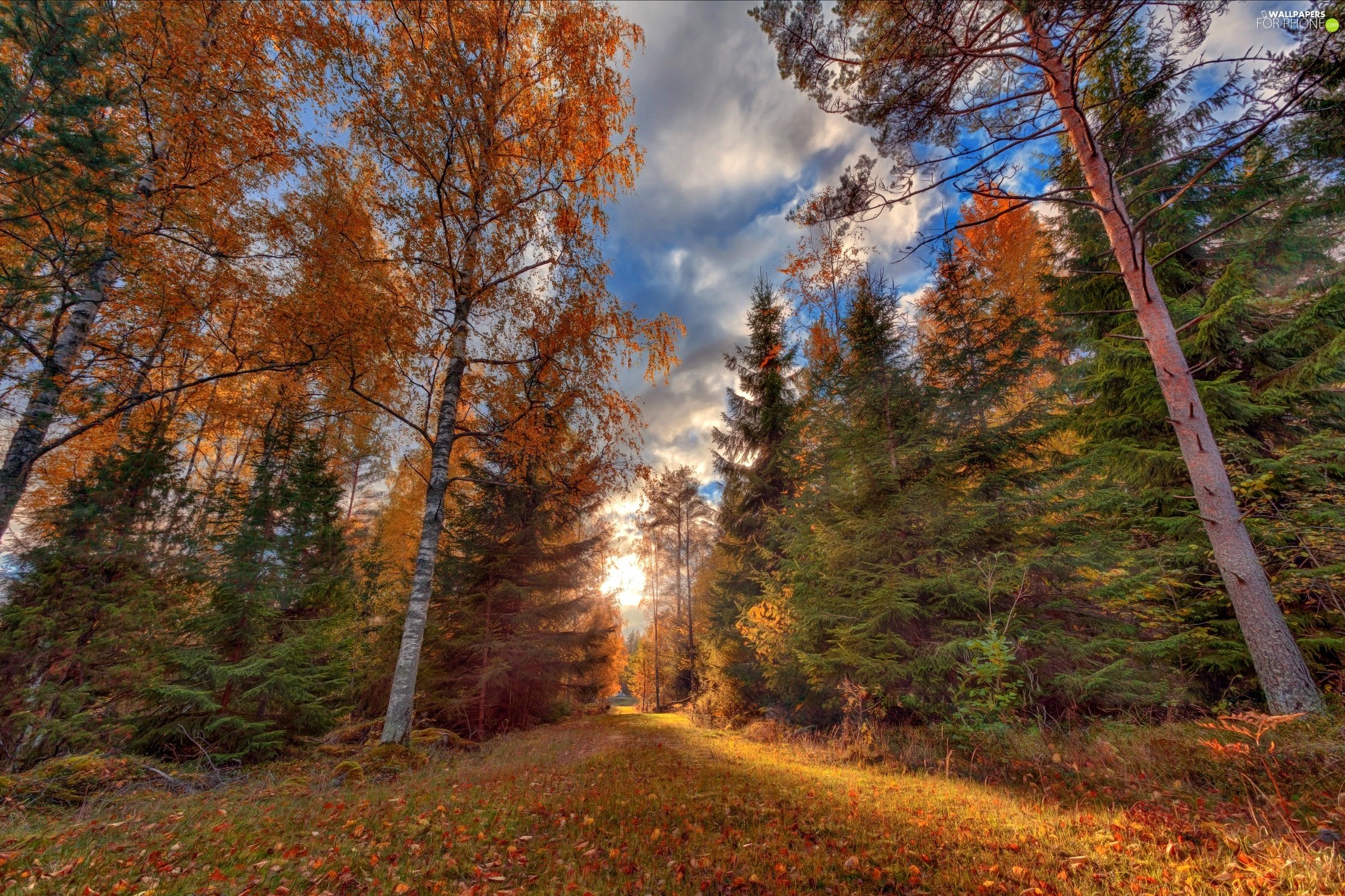 Autumn Forest Meadow Wallpapers Wallpaper Cave