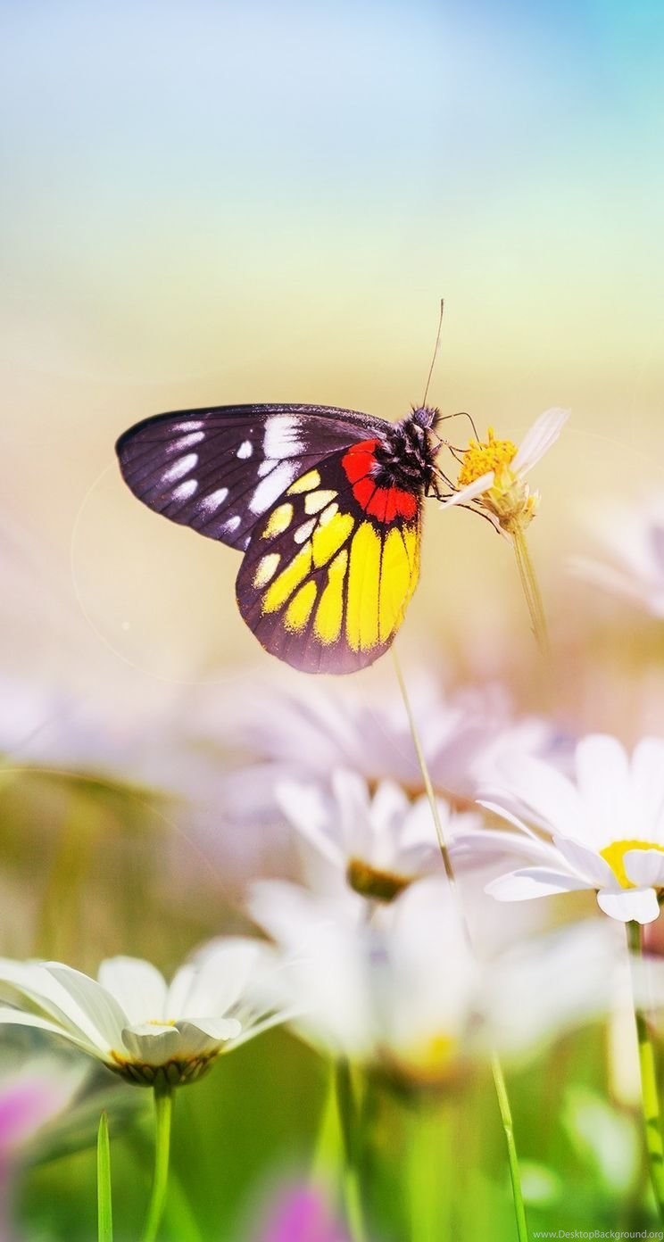 Flowers And Butterfly Aesthetic Wallpapers Wallpaper Cave