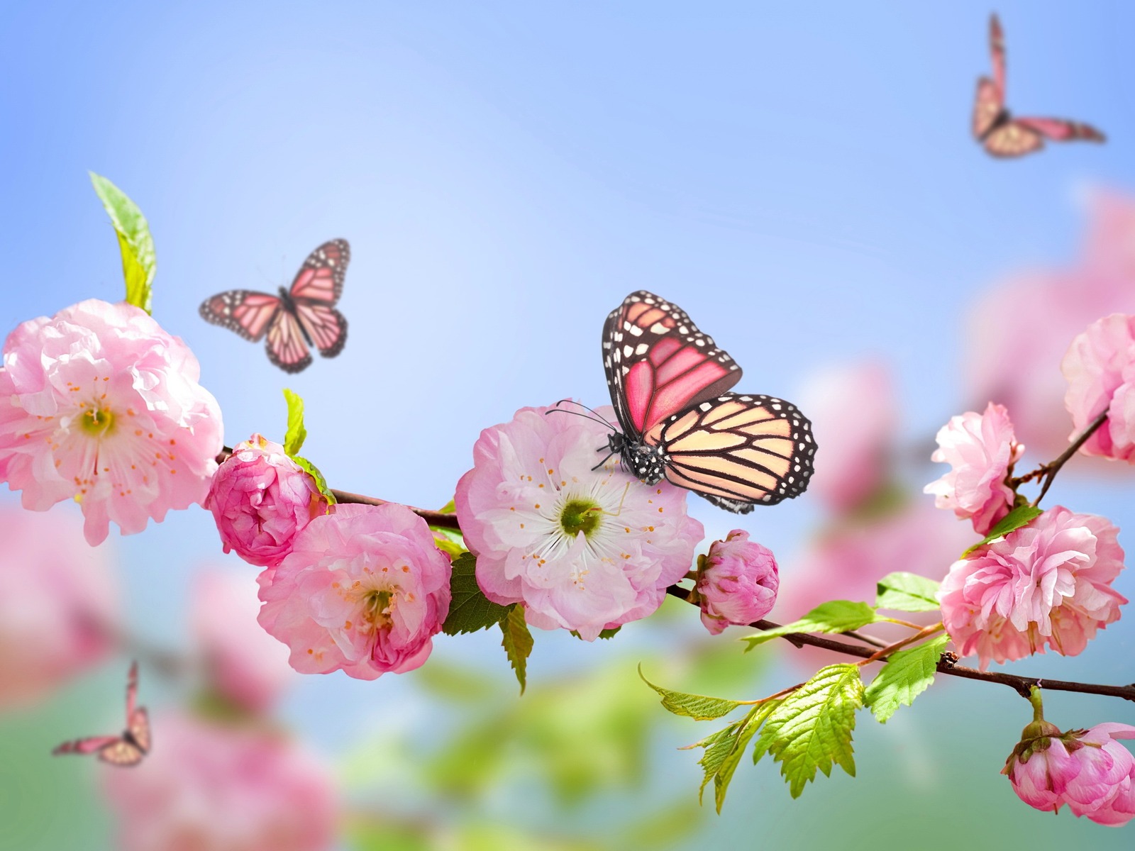 Flowers And Butterfly Aesthetic Wallpapers Wallpaper Cave