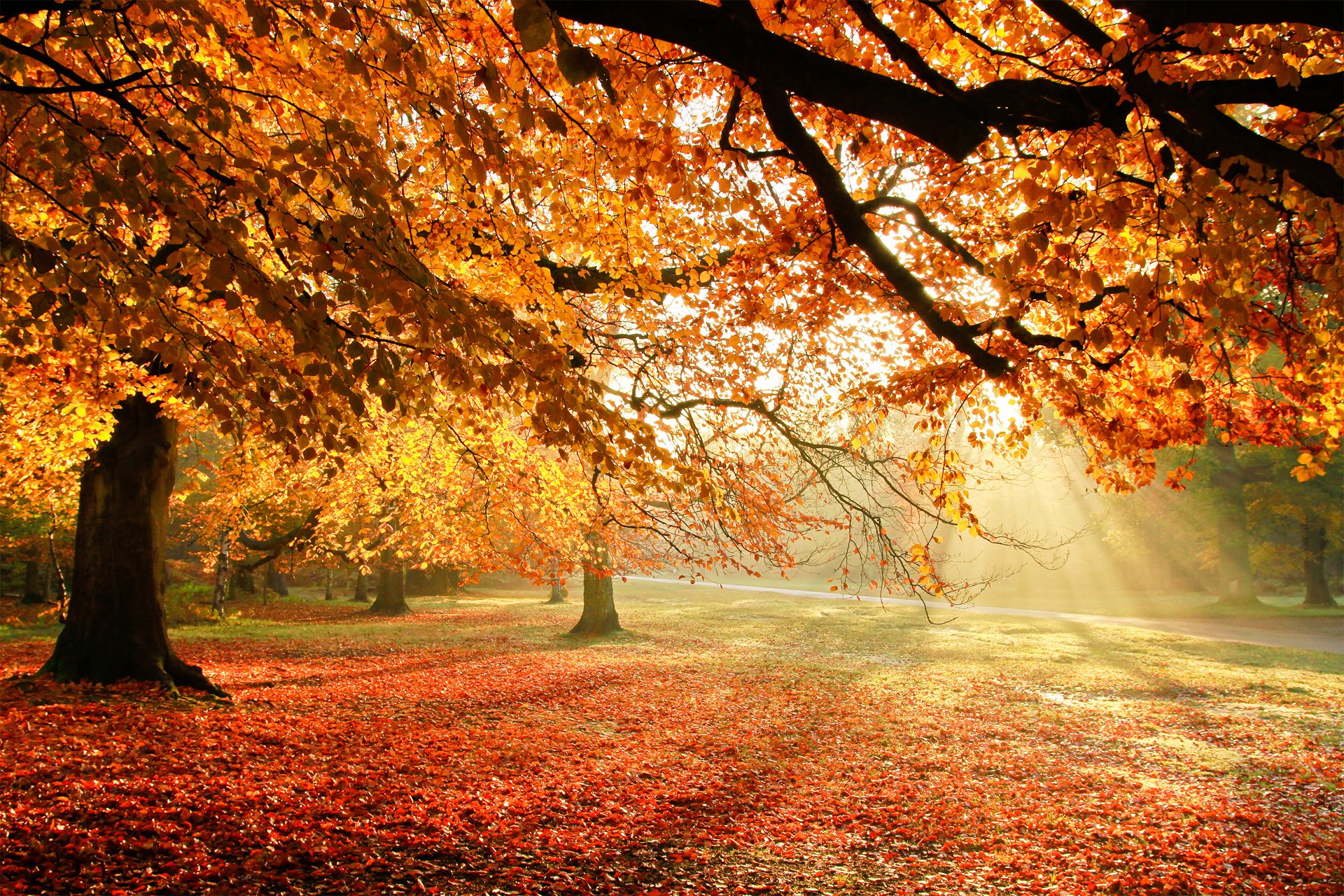 Autumn With Lights Wallpapers Wallpaper Cave