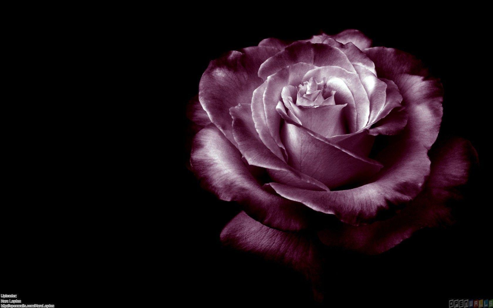 Purple Roses 120 218468 Image HD Wallpaper. Wallfoy.com