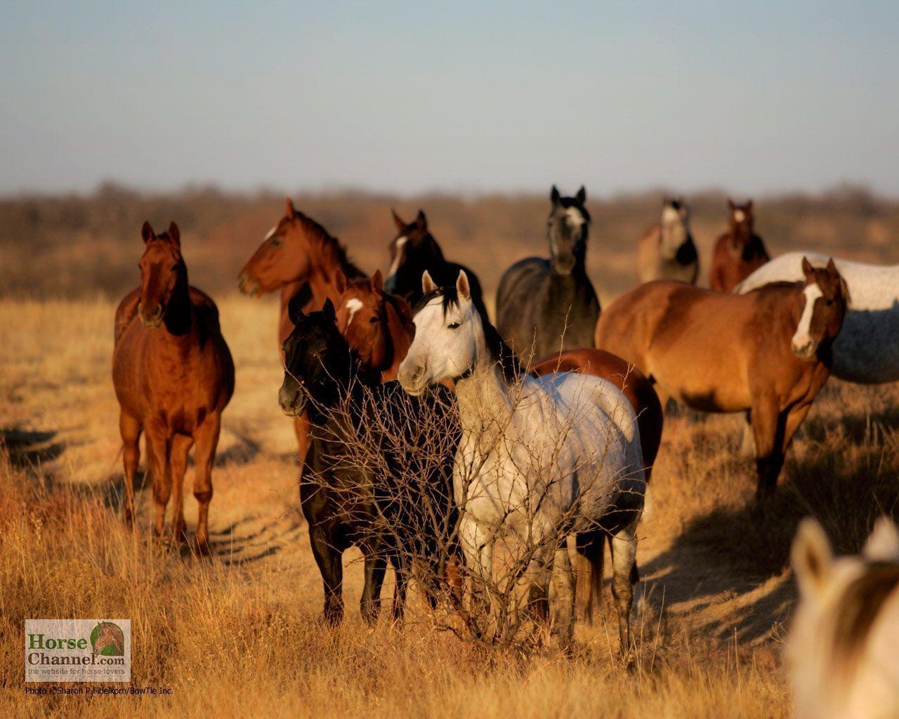 Ranch Horse Desktop Wallpaper