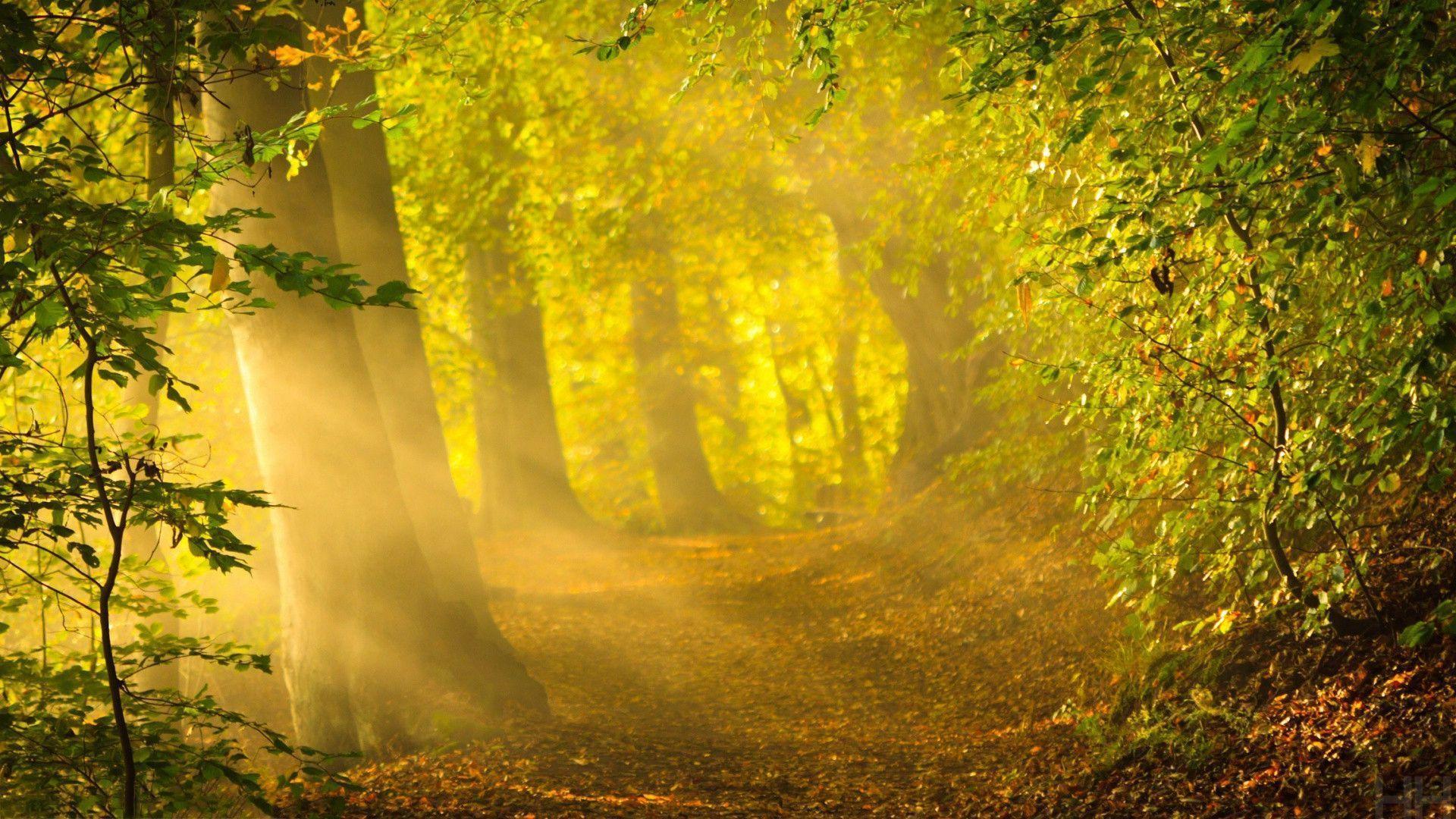 Enchanted Forest Path Wallpaper In 1920x1080 Picture