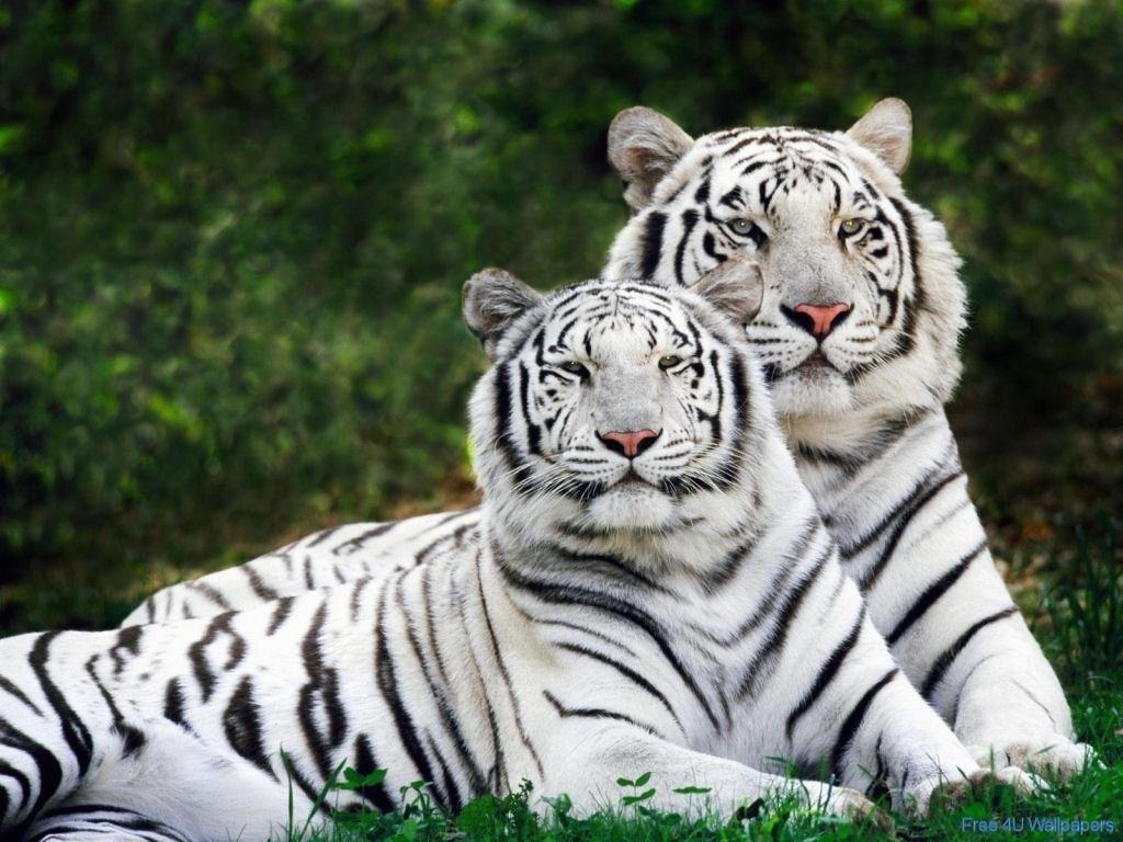 White Tigers Animals Wallpaper