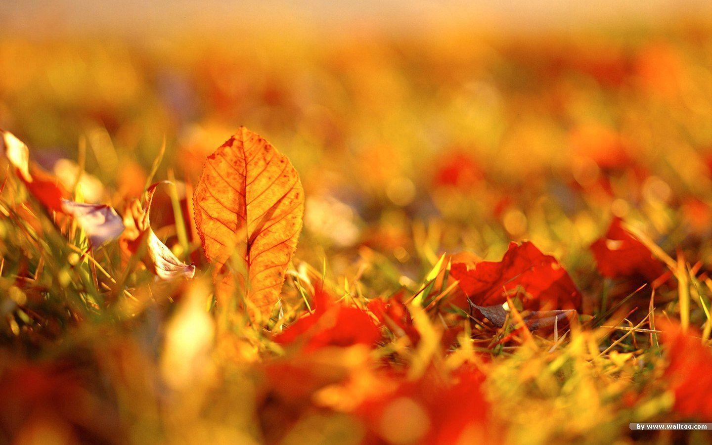 Autumn tints Fall leaves Widescreen wallpaper