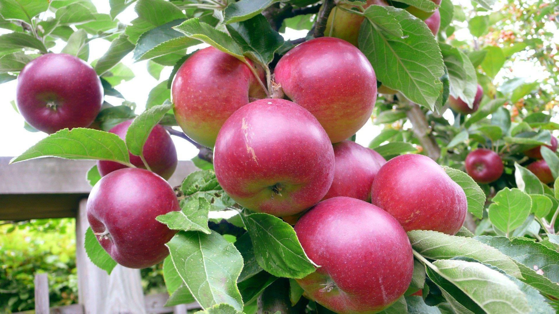 image For > Apple Tree Wallpaper