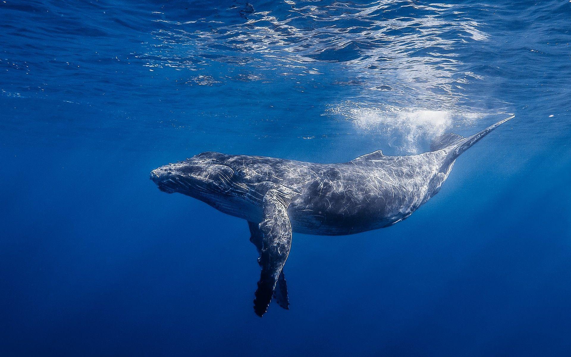 Blue Whale Wallpapers Wallpaper Cave Blue Whale Wallpapers Wallpaper Cave