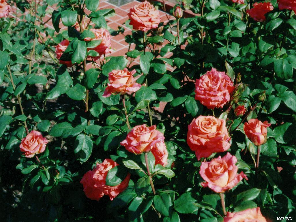 Rose Garden Wallpaper
