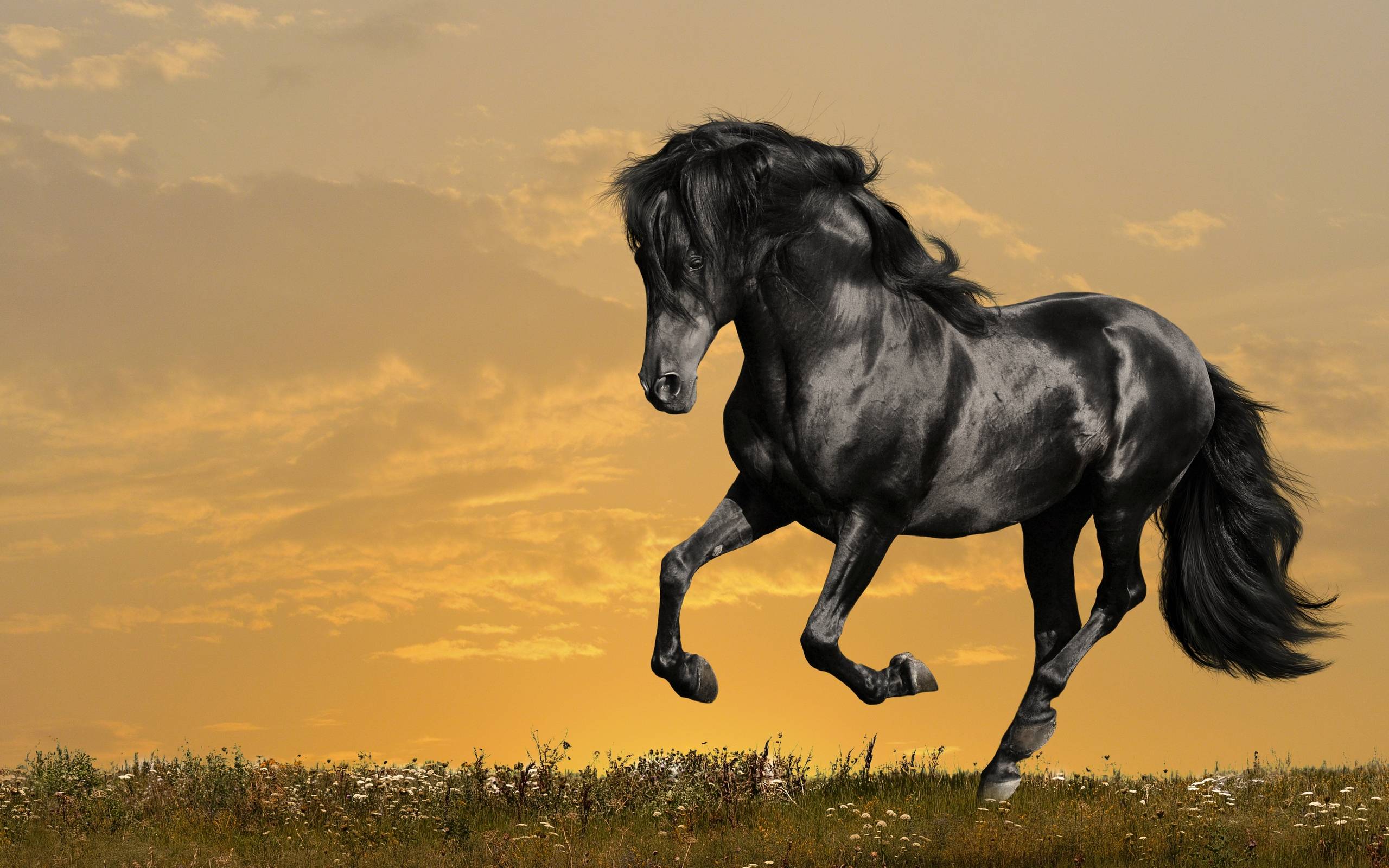 Related Picture Black Horse HD Animals Desktop Background Car