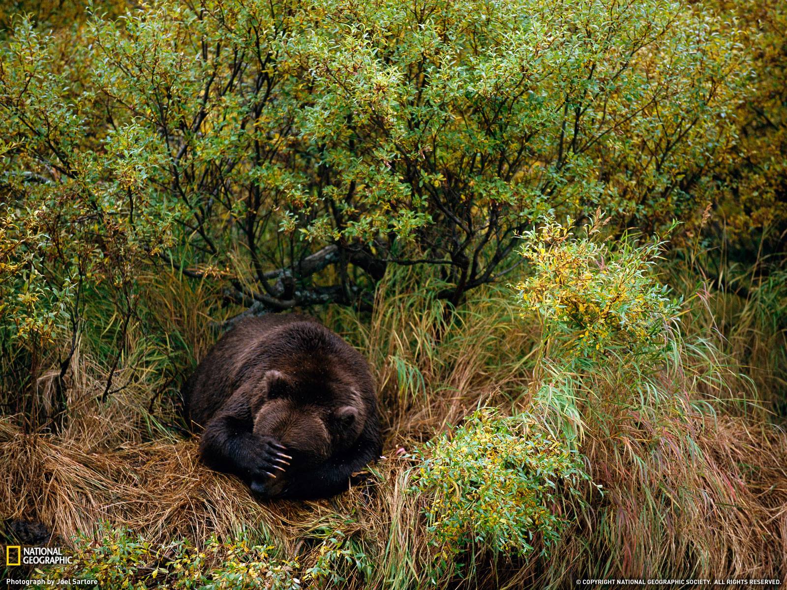 Brown Bear Photo, Alaska Wallpaper Geographic Photo