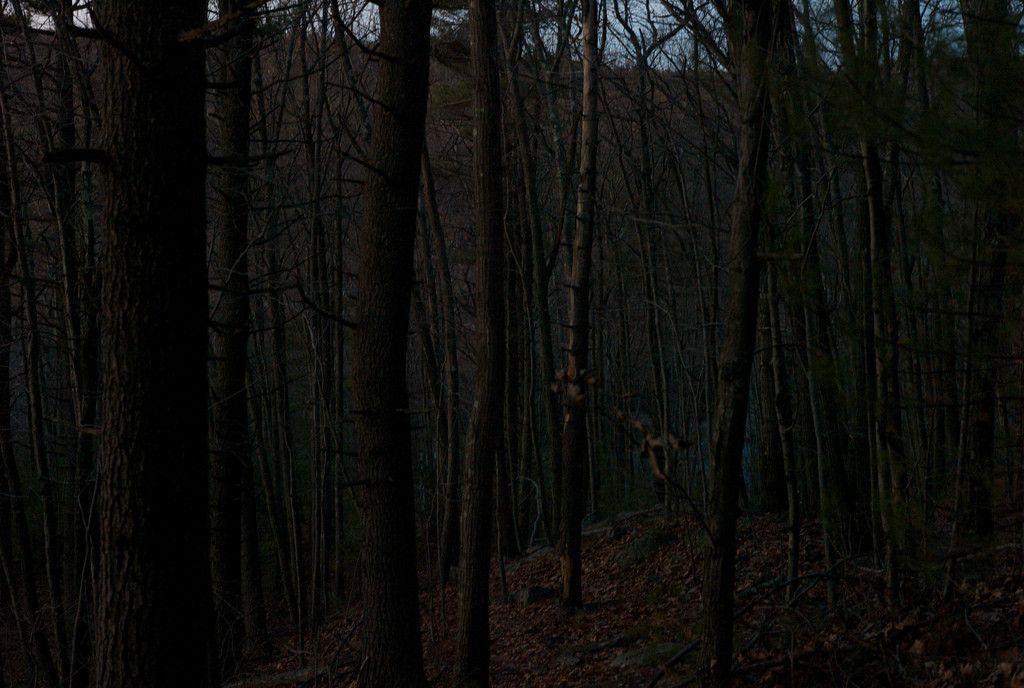 Pix For > Dark Woods Wallpaper