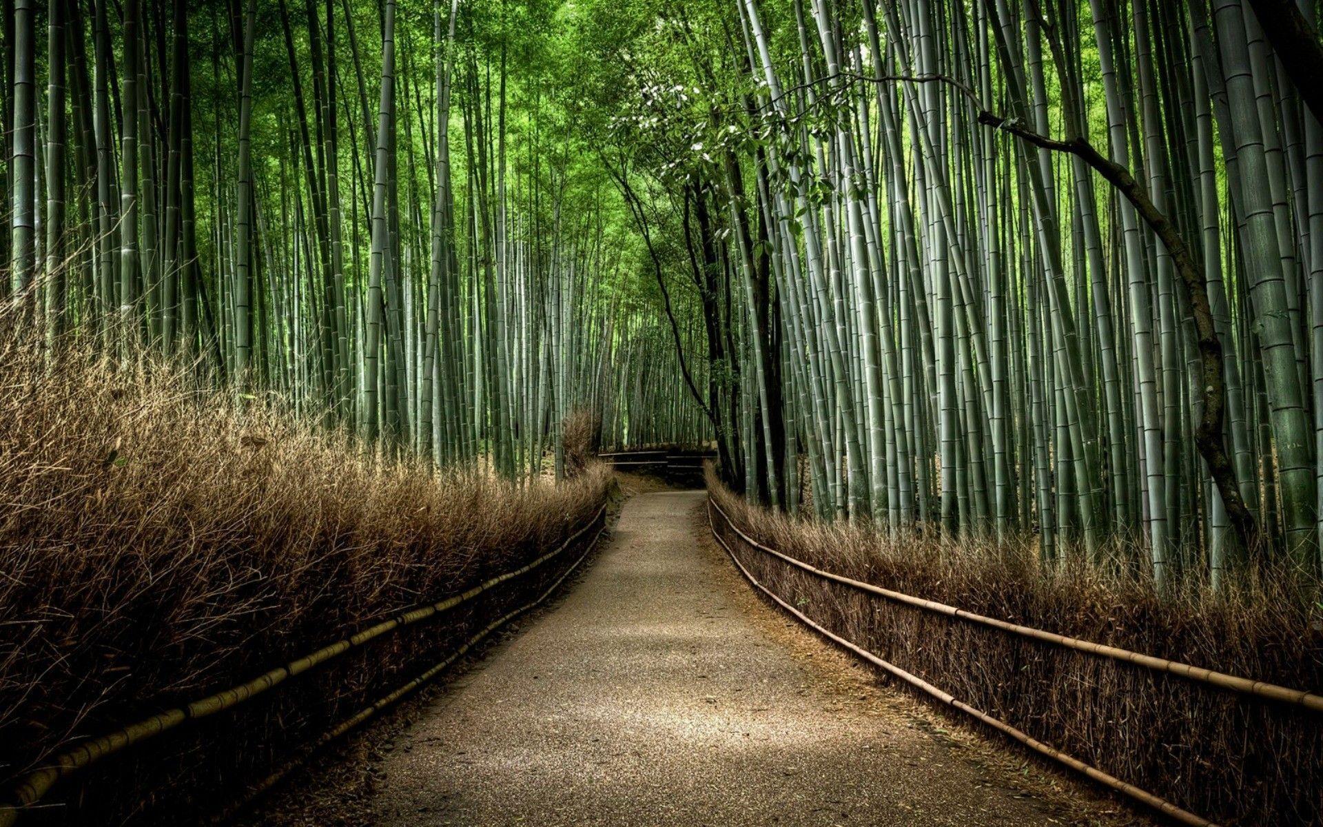 Japanese bamboo forest wallpaper