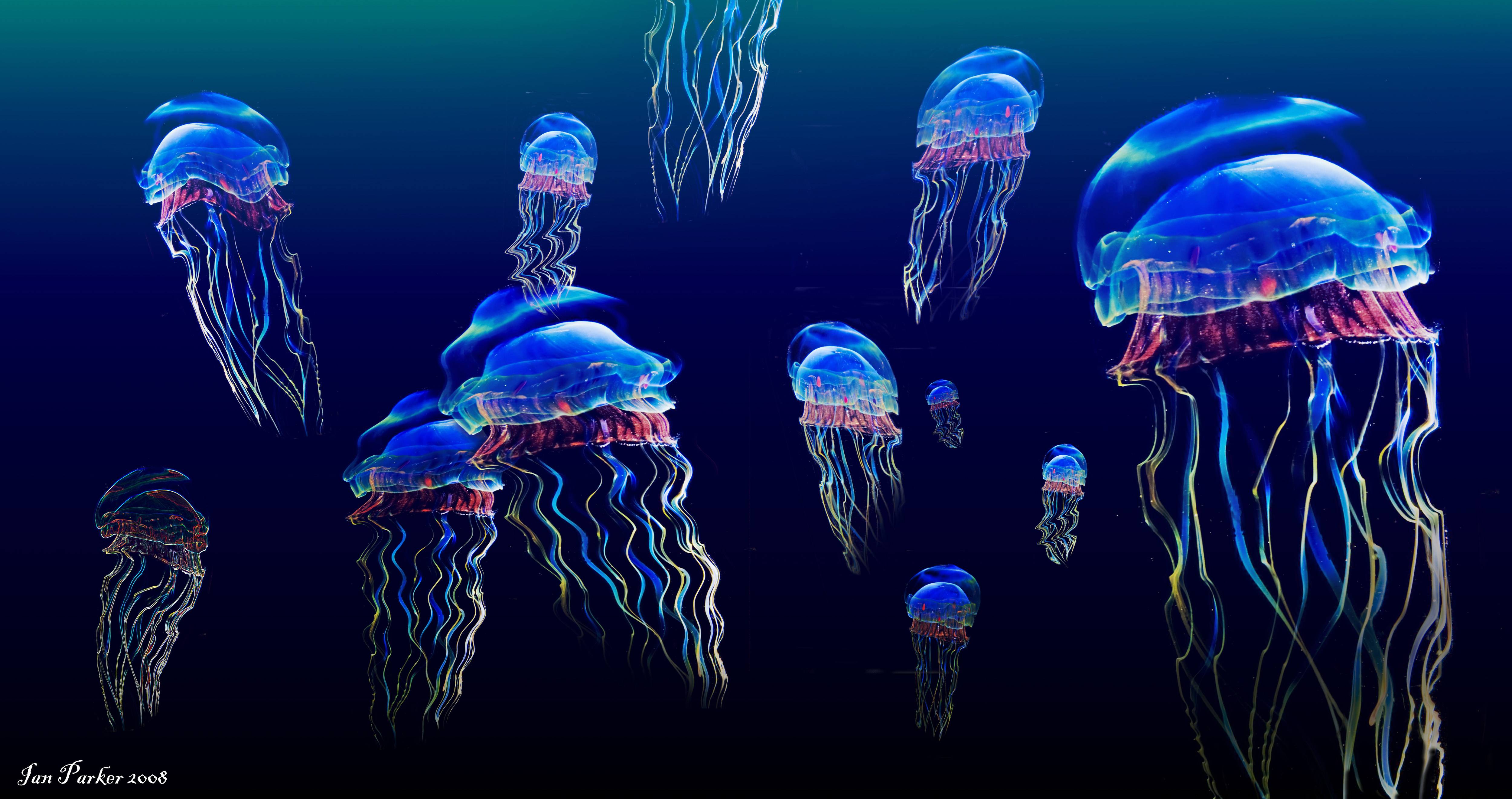 Wallpaper For > Glowing Jellyfish Wallpaper