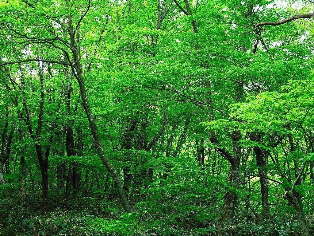 Green Forest 10 HD. HD Image Wallpaper