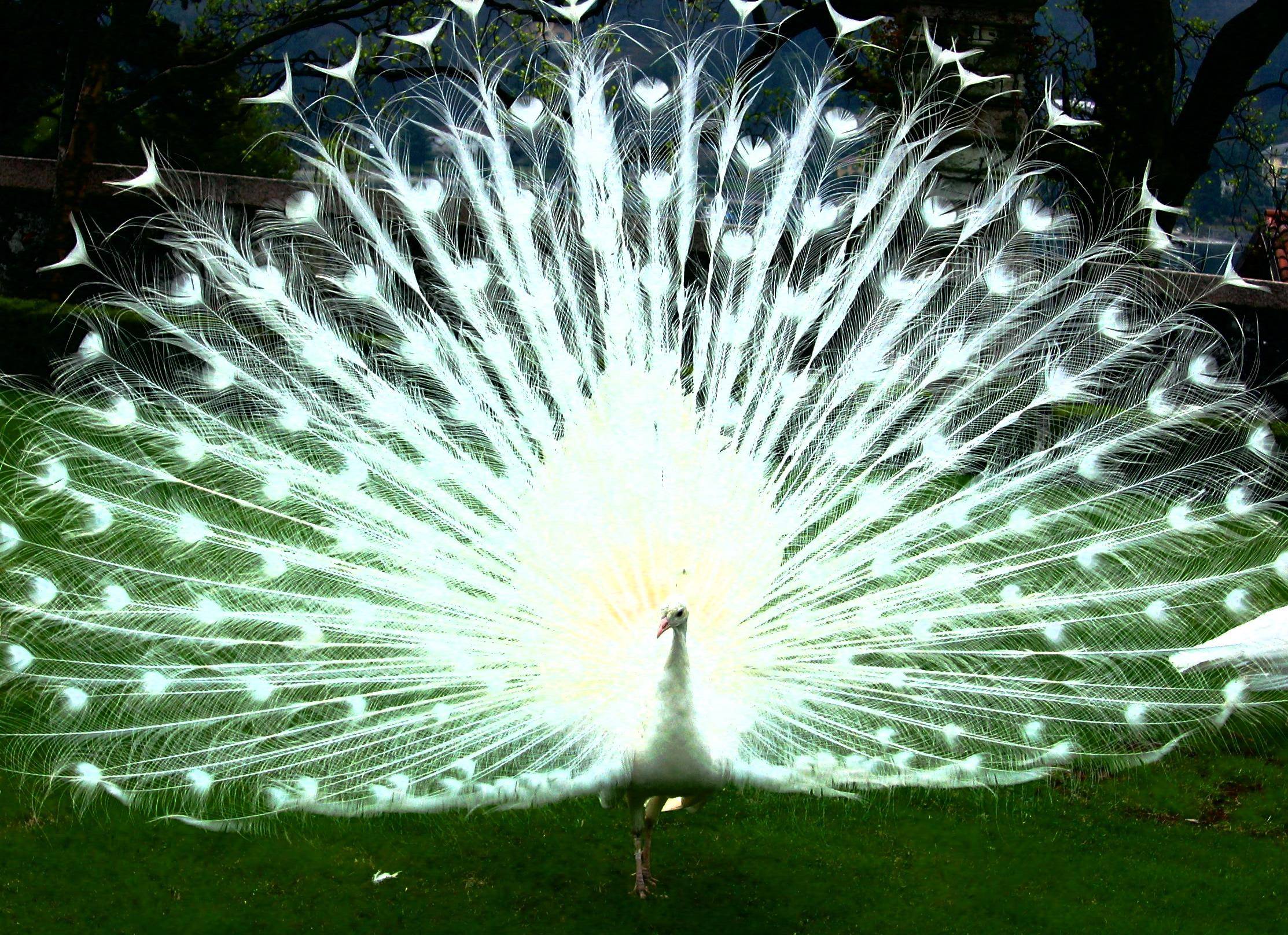 White Peacock Wallpapers - Wallpaper Cave