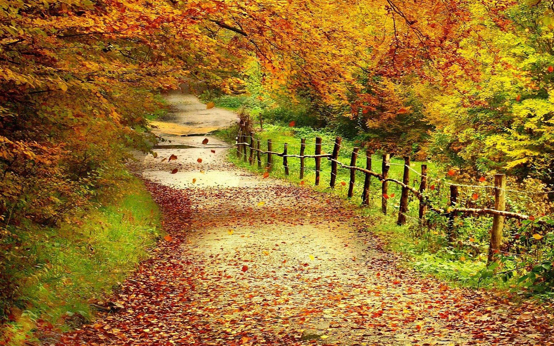 Autumn Trees Wallpapers - Wallpaper Cave