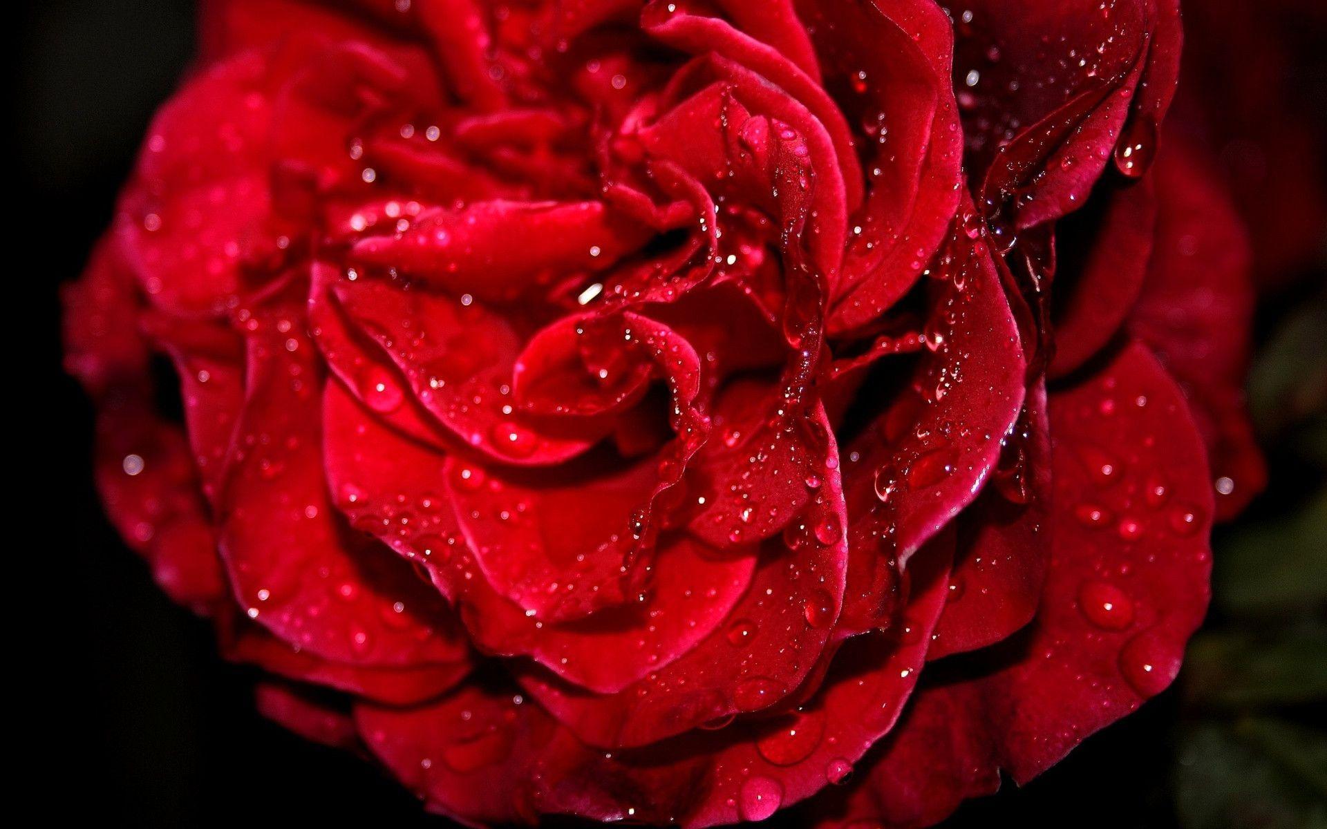 Fresh Red Rose Wallpaper
