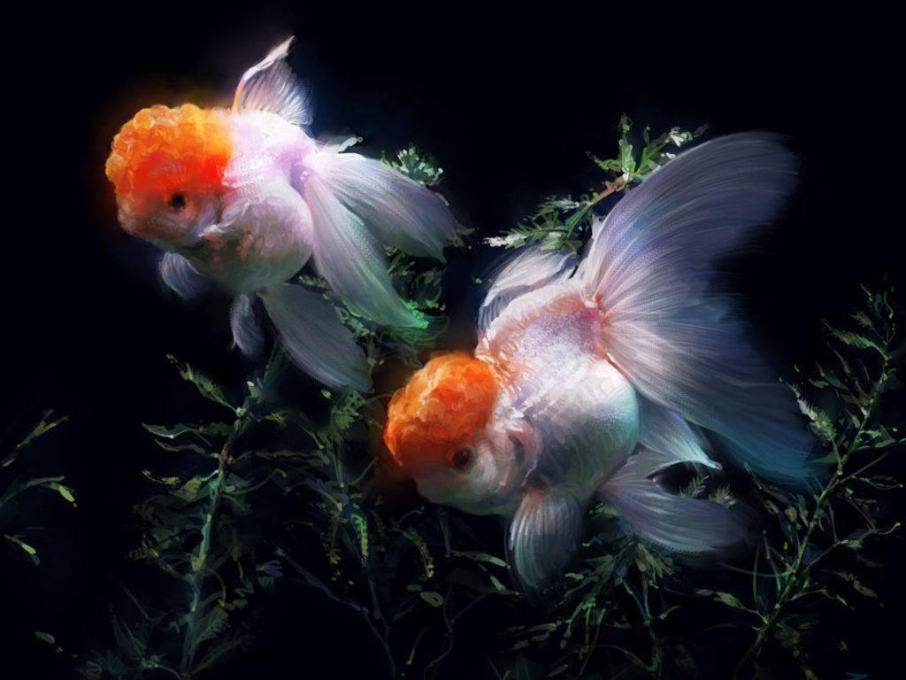 Gold Fish Wallpapers - Wallpaper Cave