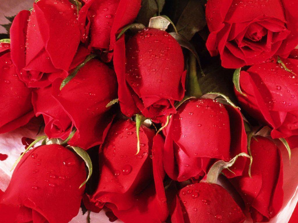 Flowers For > Beautiful Red Roses Wallpaper For Desktop