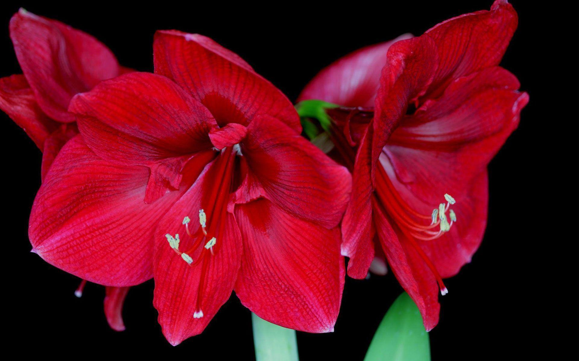 Belladonna Wallpapers - Wallpaper Cave