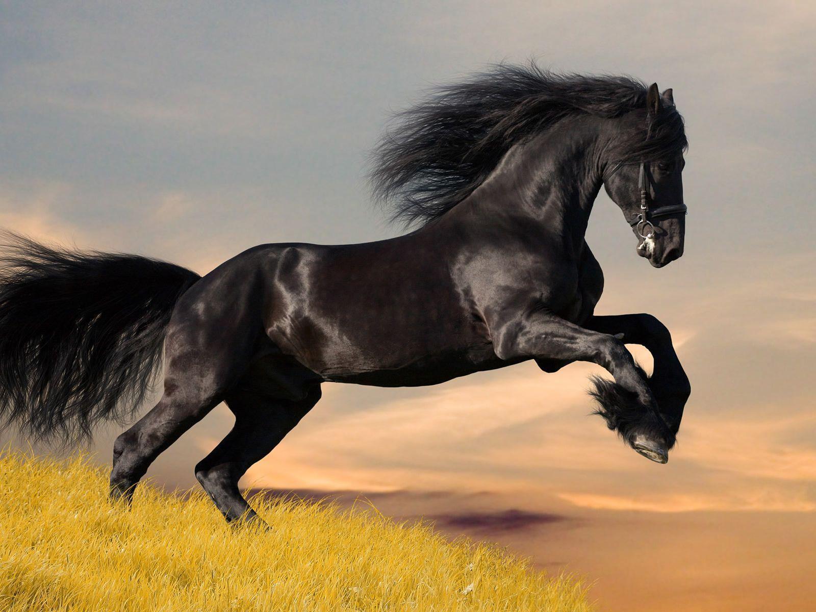 Black Horse HD Wallpaper Horse HD Picture & Image