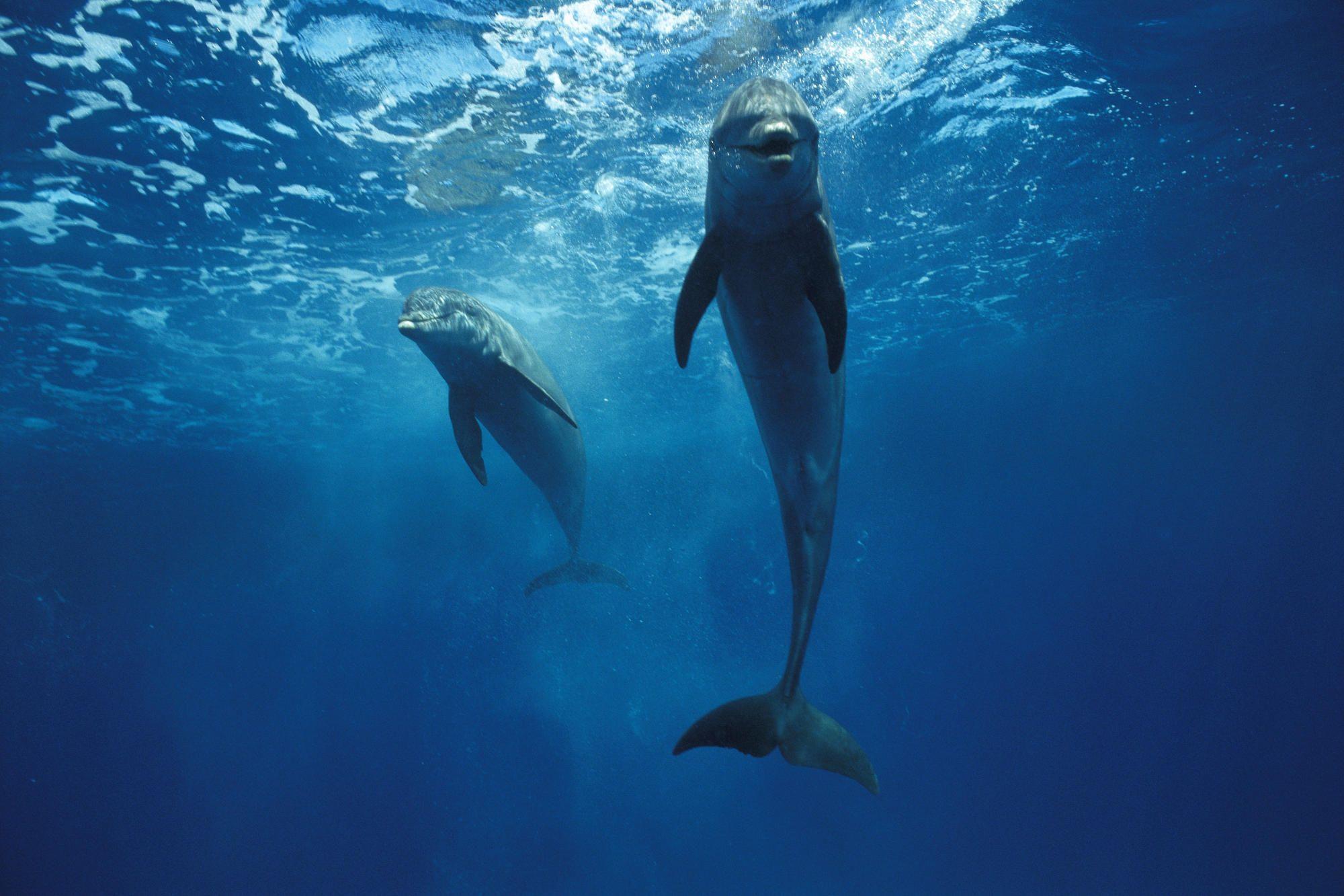 Bottlenose Dolphin Pair Honduras Wallpaper and stock image
