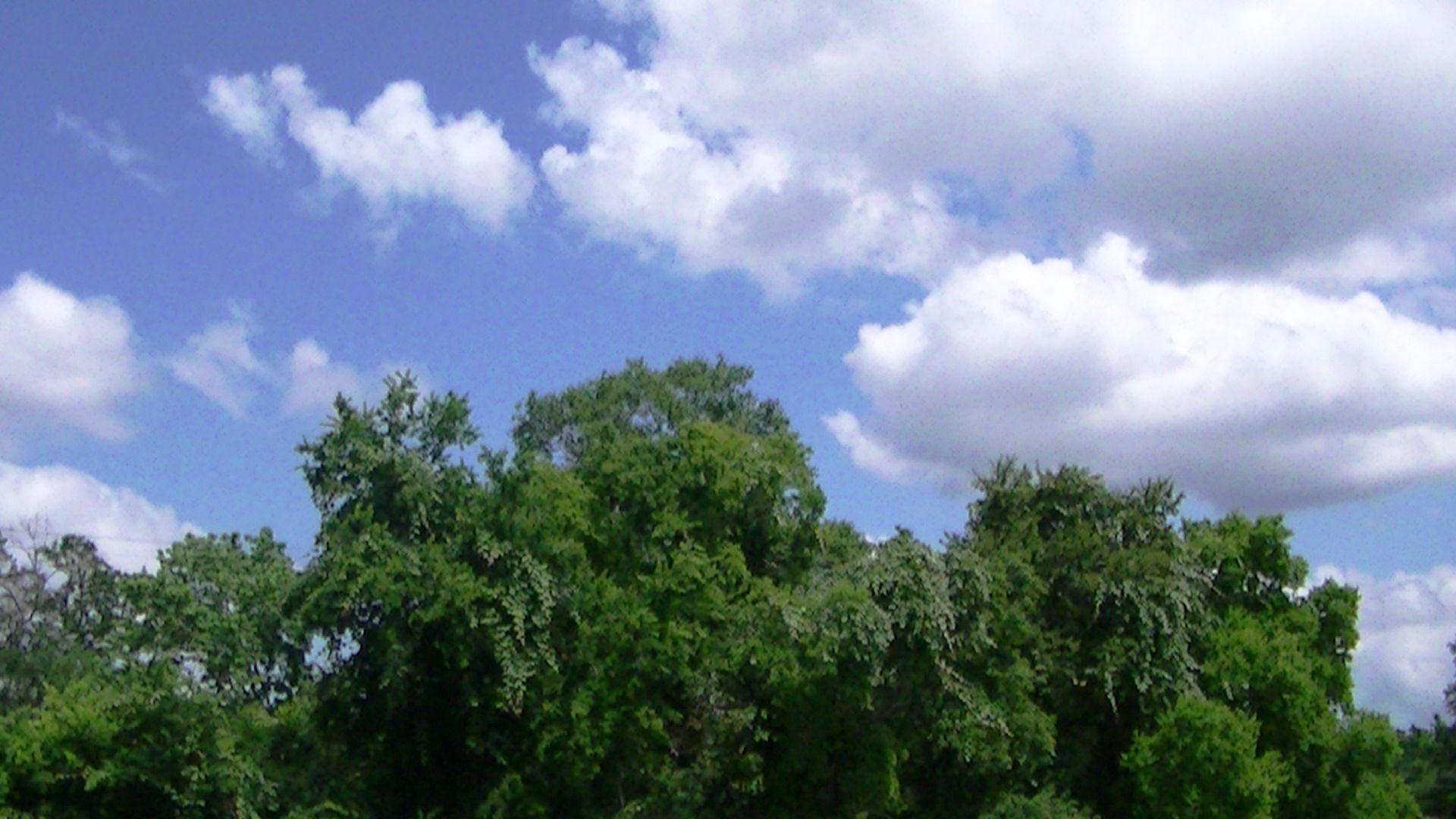 Trees Clouds wallpaper