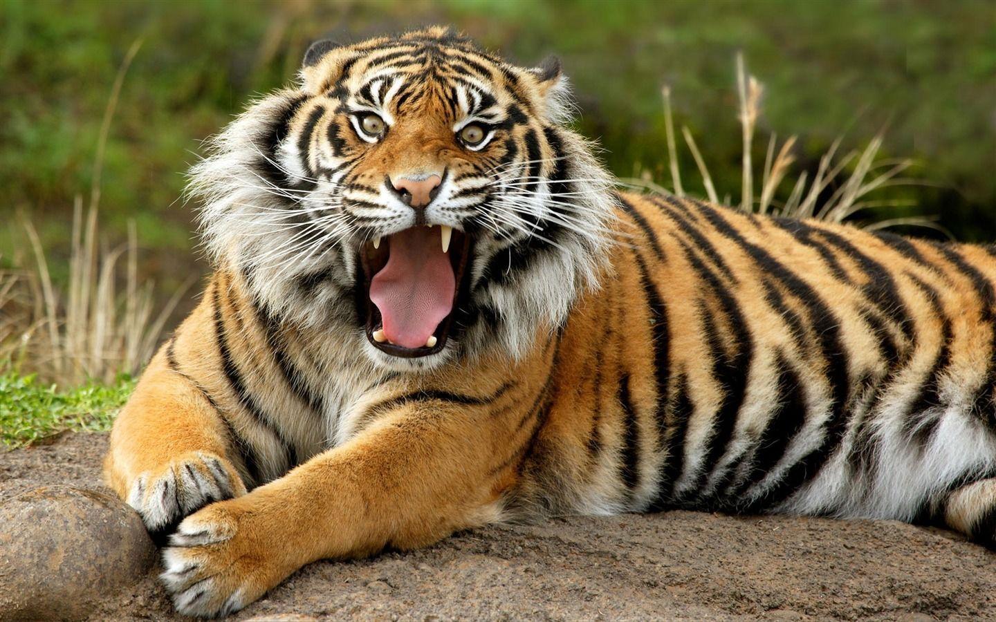 Dangerous Sumatran Tiger Animal Desktop Wallpaper Selected