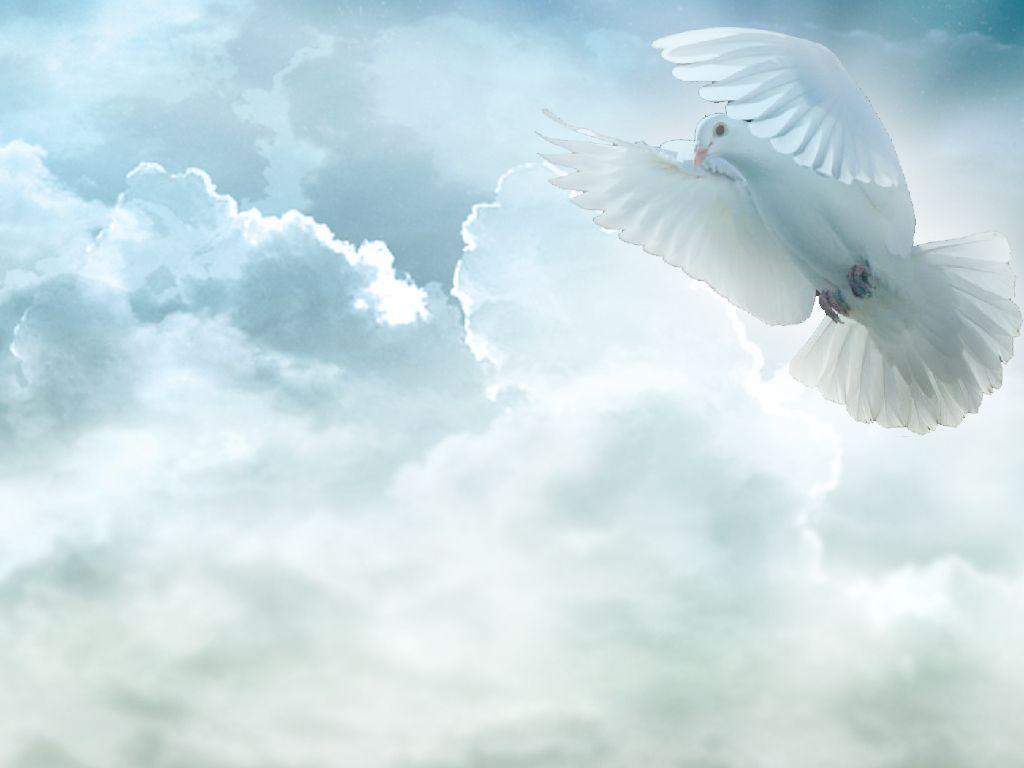 Holy Spirit Dove Wallpaper Image & Picture