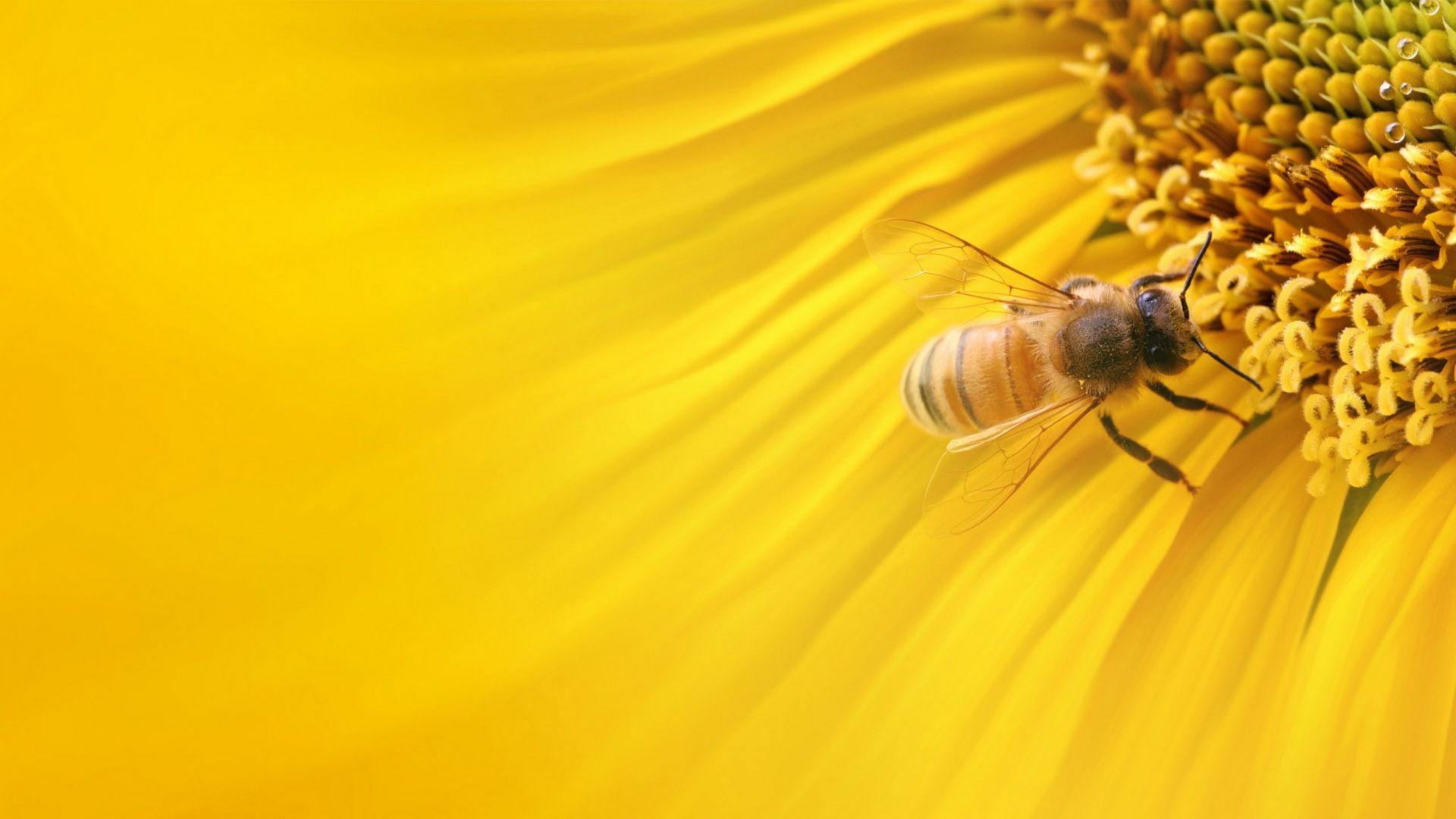 Bee on Sunflower Wallpaper