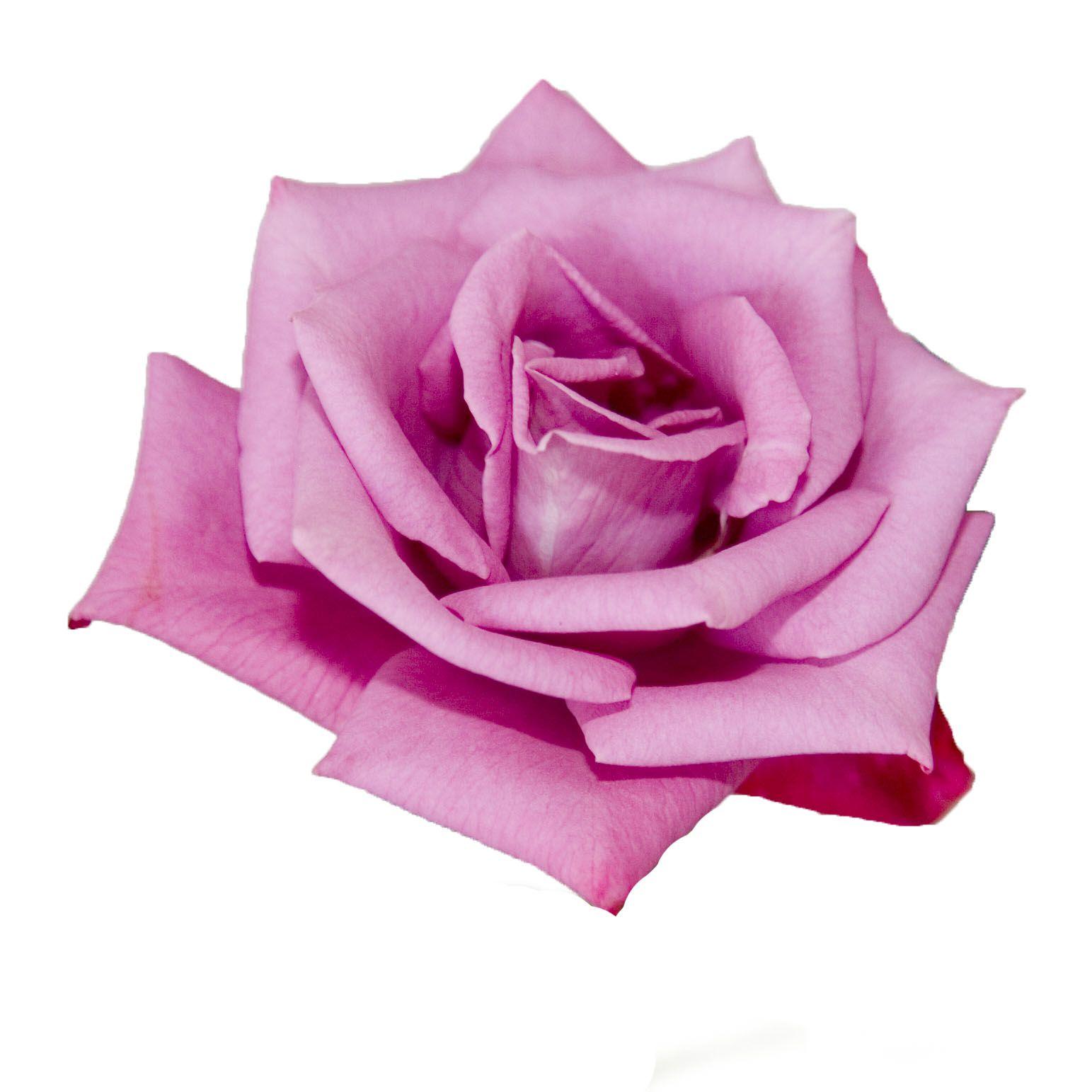 A Kid&;s Photo. Pink Rose with White Background