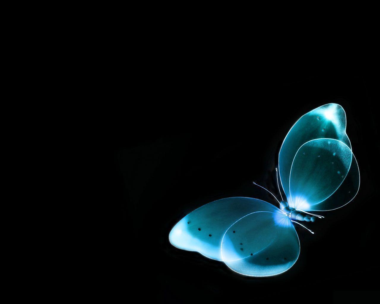 Butterfly Wallpaper & Background Image