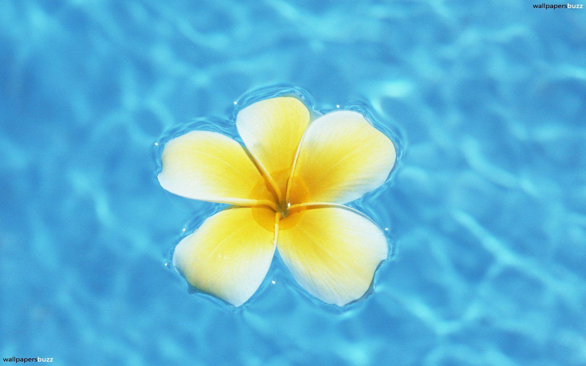 Hawaiian flowers HD Wallpaper