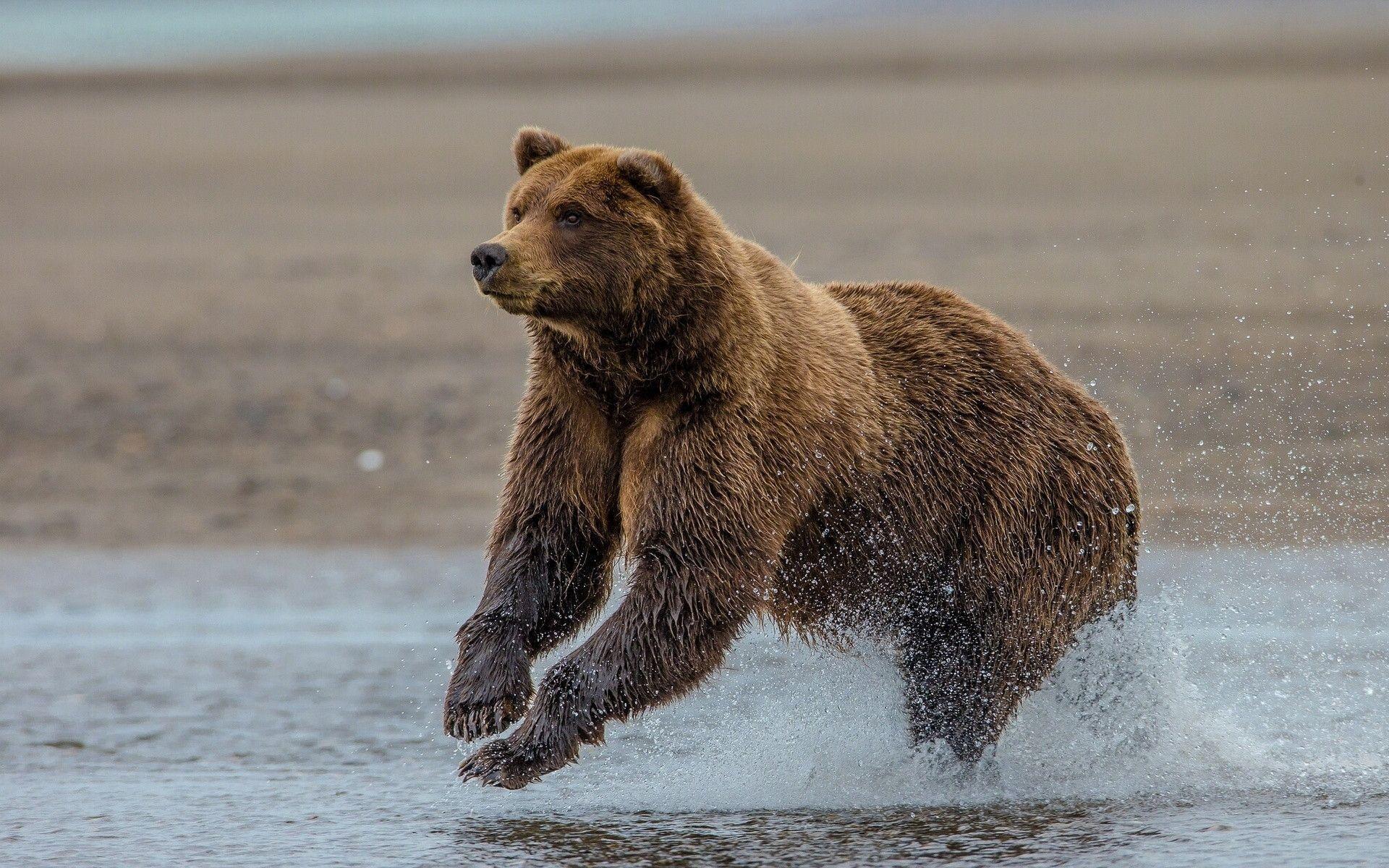 Grizzly bear Lake Clark Alaska wallpaperx1200