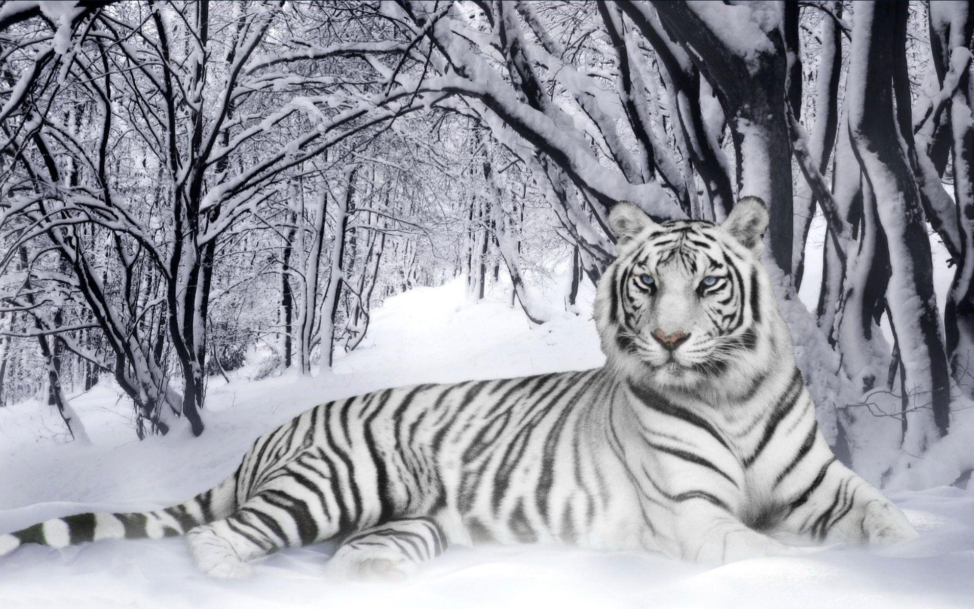 White Tiger Laying Down in the Snowy Forest Wallpaper and Photo