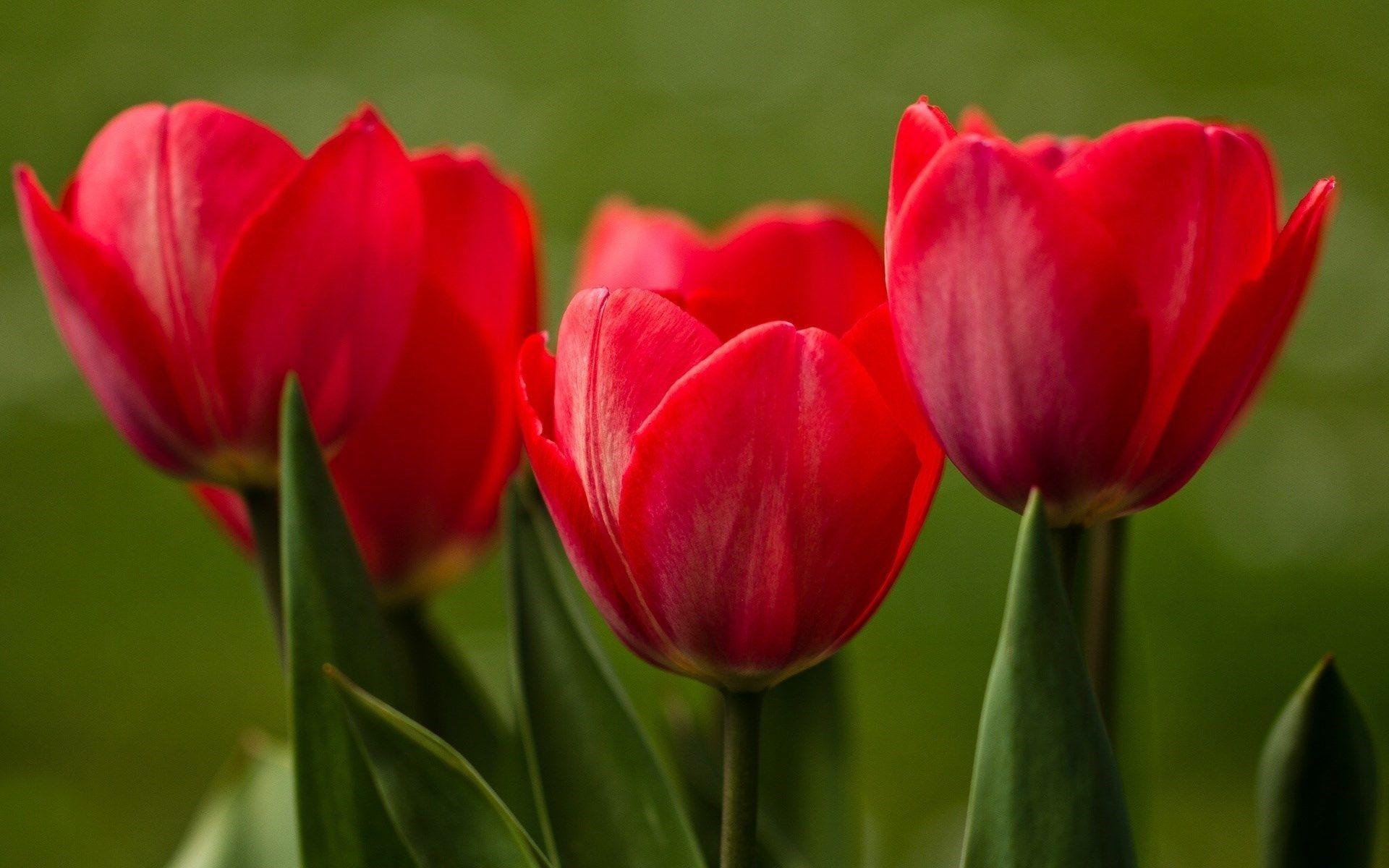Red Tulips Leaves HD Wallpaper