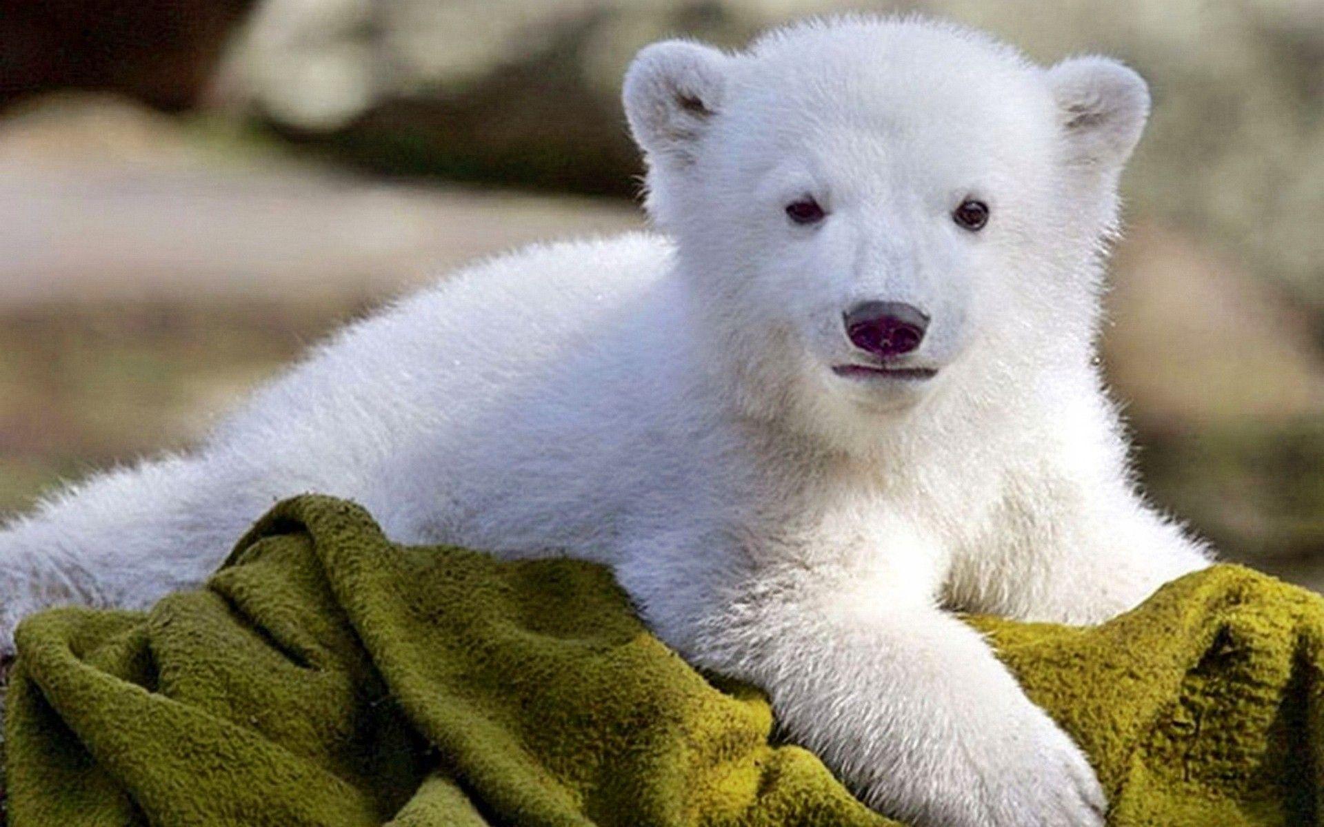 Baby Polar Bear Wallpaper