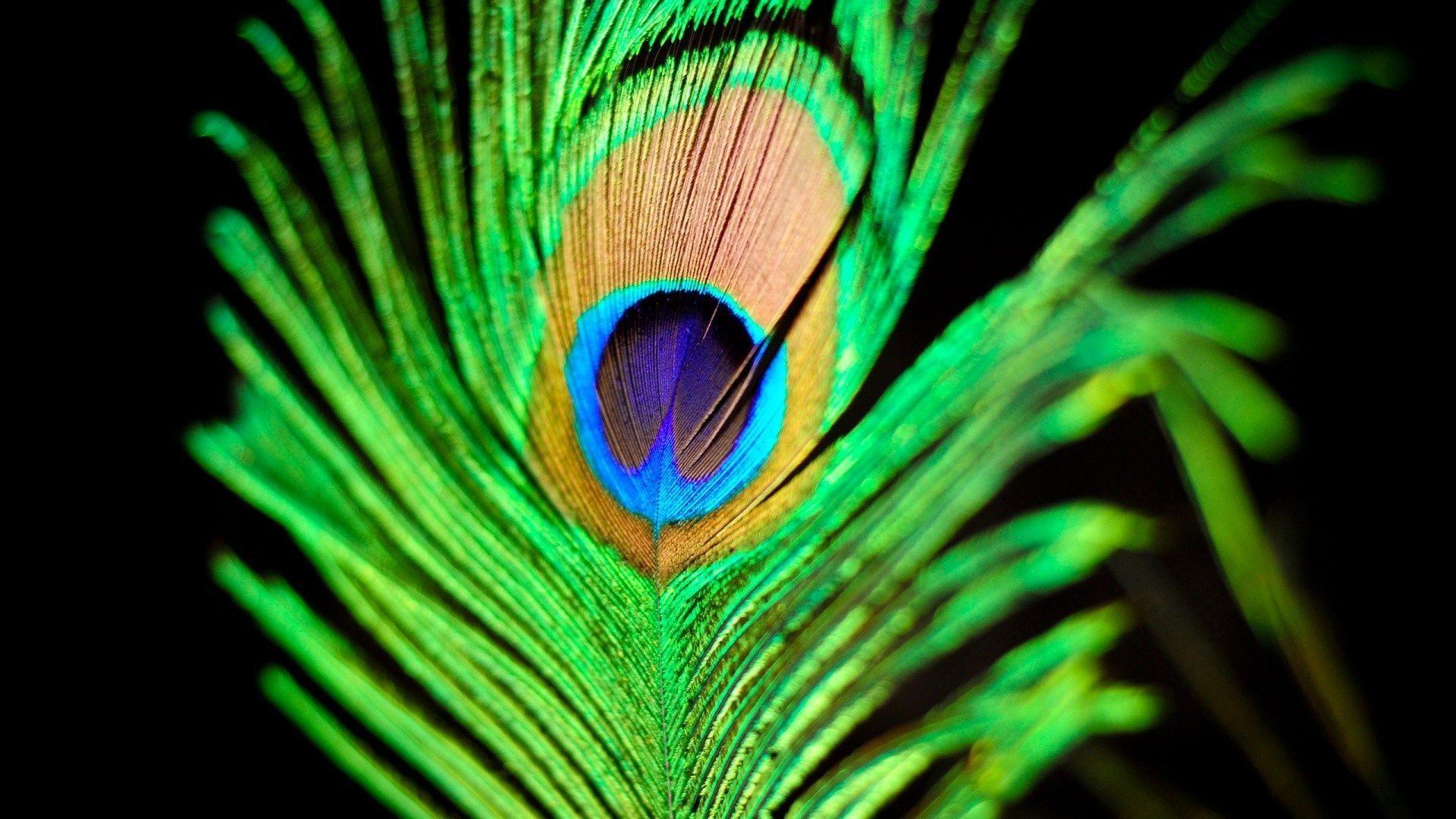 Peacock Feather Desktop