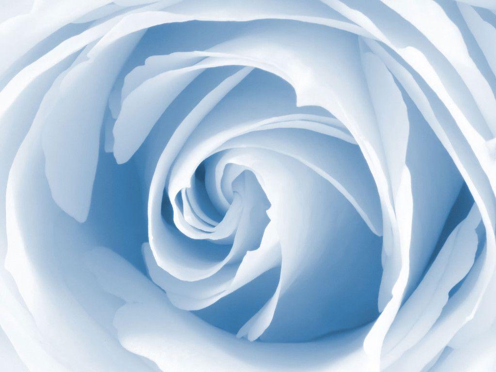 Blue Rose Wallpaper. Free Image Fun