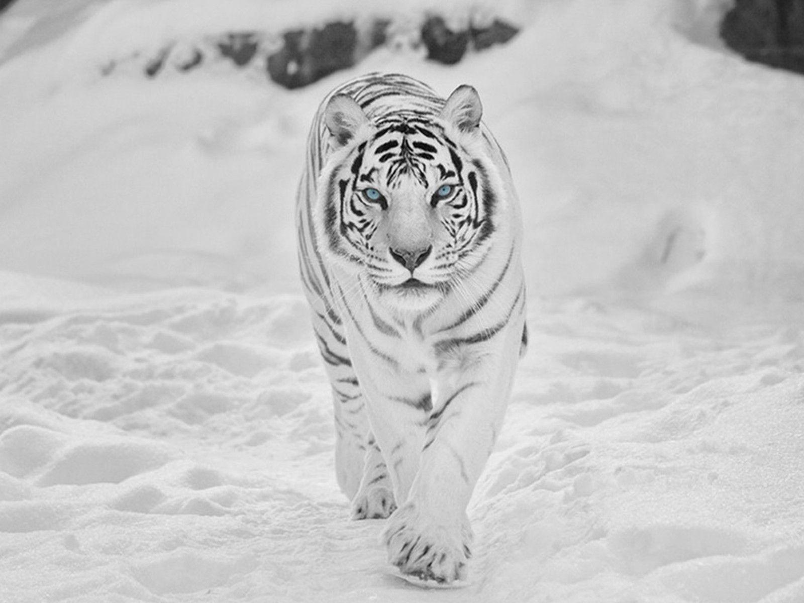 White Tiger In The Snow Wallpaper