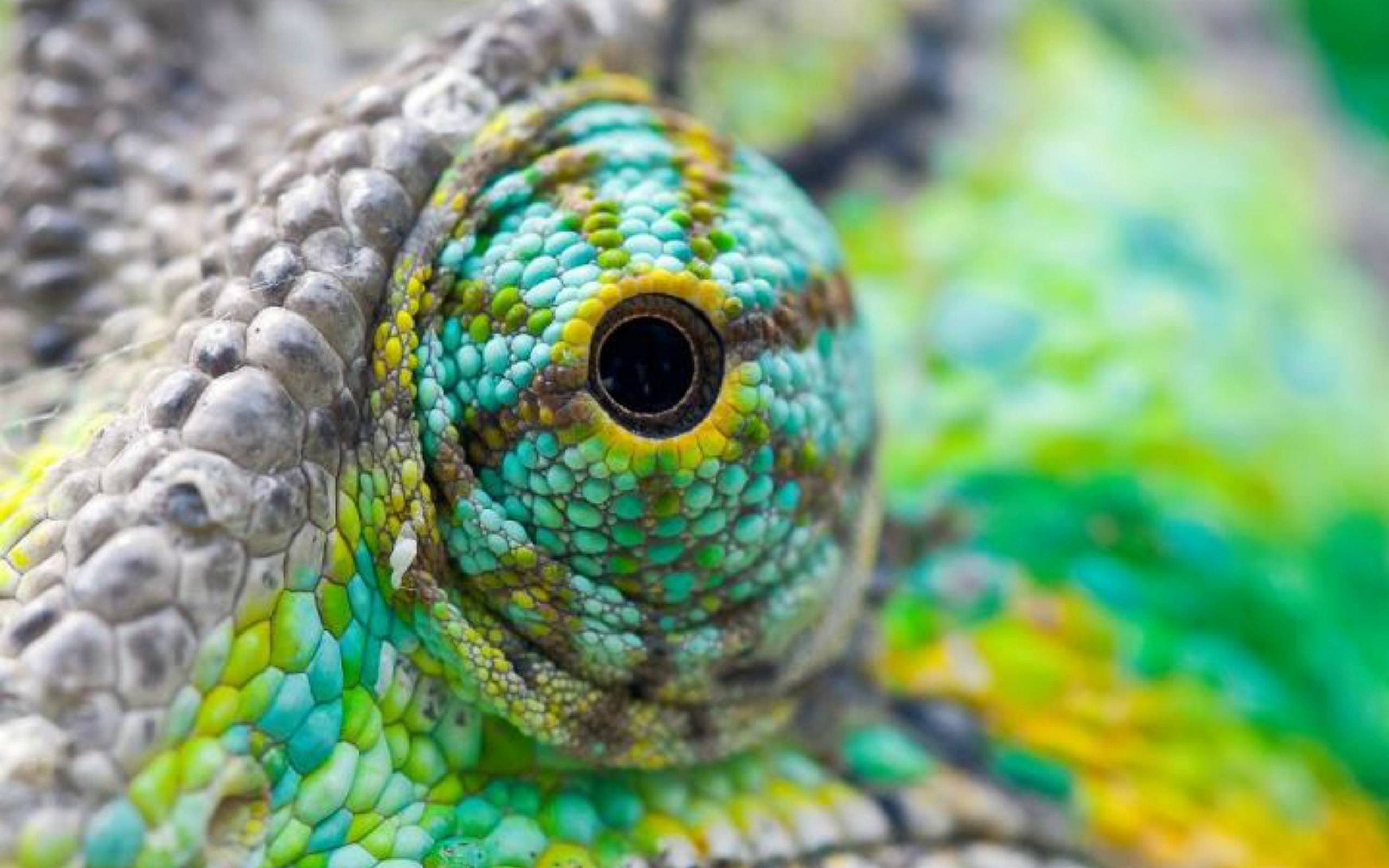 Colorful Lizard Eyes Wallpaper. Paravu.com