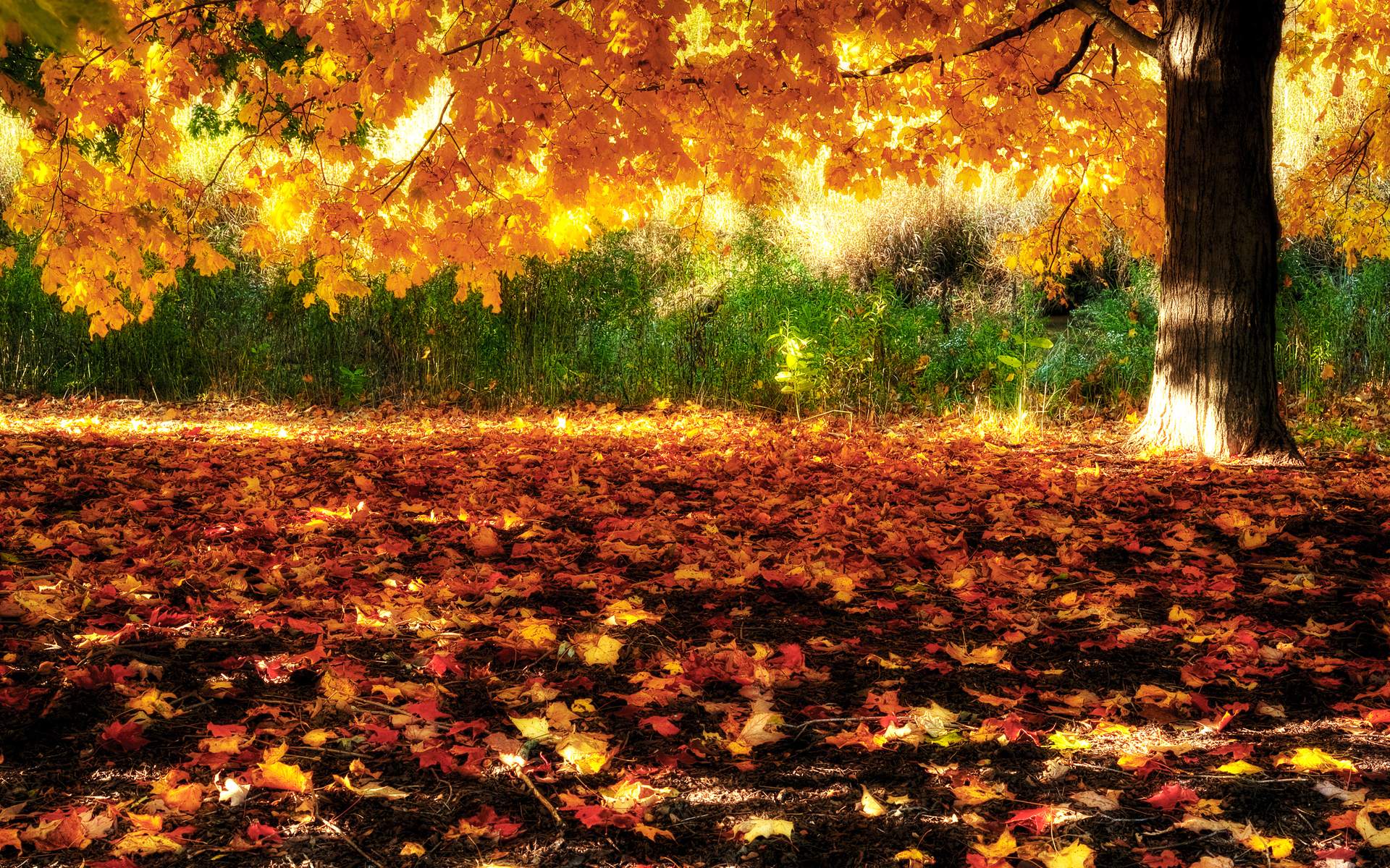 Fall of Autumn Leaves Desktop Wallpaper. Download High Resolution