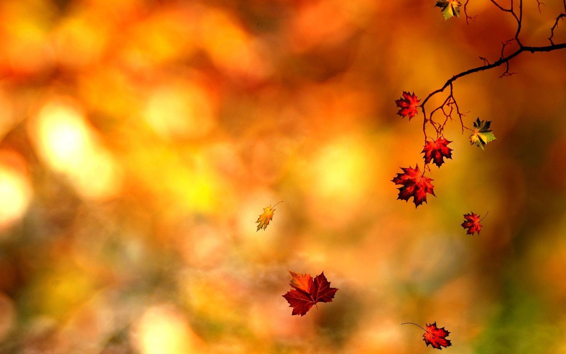Awesome Autumn Leaf Wallpaper PC 064 Wallpaper. Wallpaper