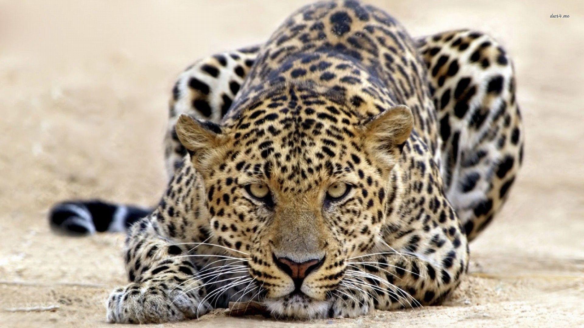 Animals For > Leopard Animal Wallpaper
