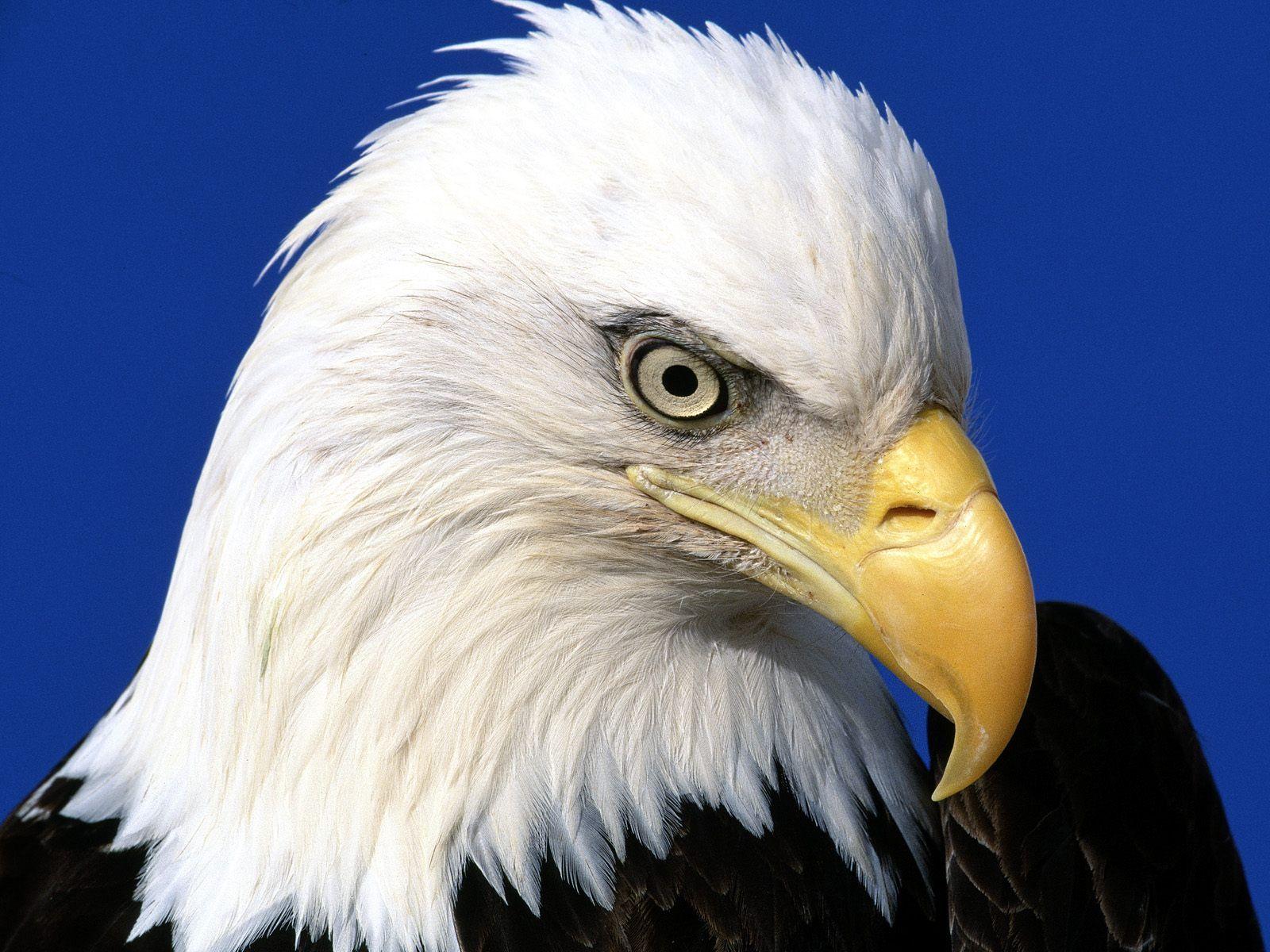 Animals, Astounding Animals Noble Lead Bald Eagle Desktop PC